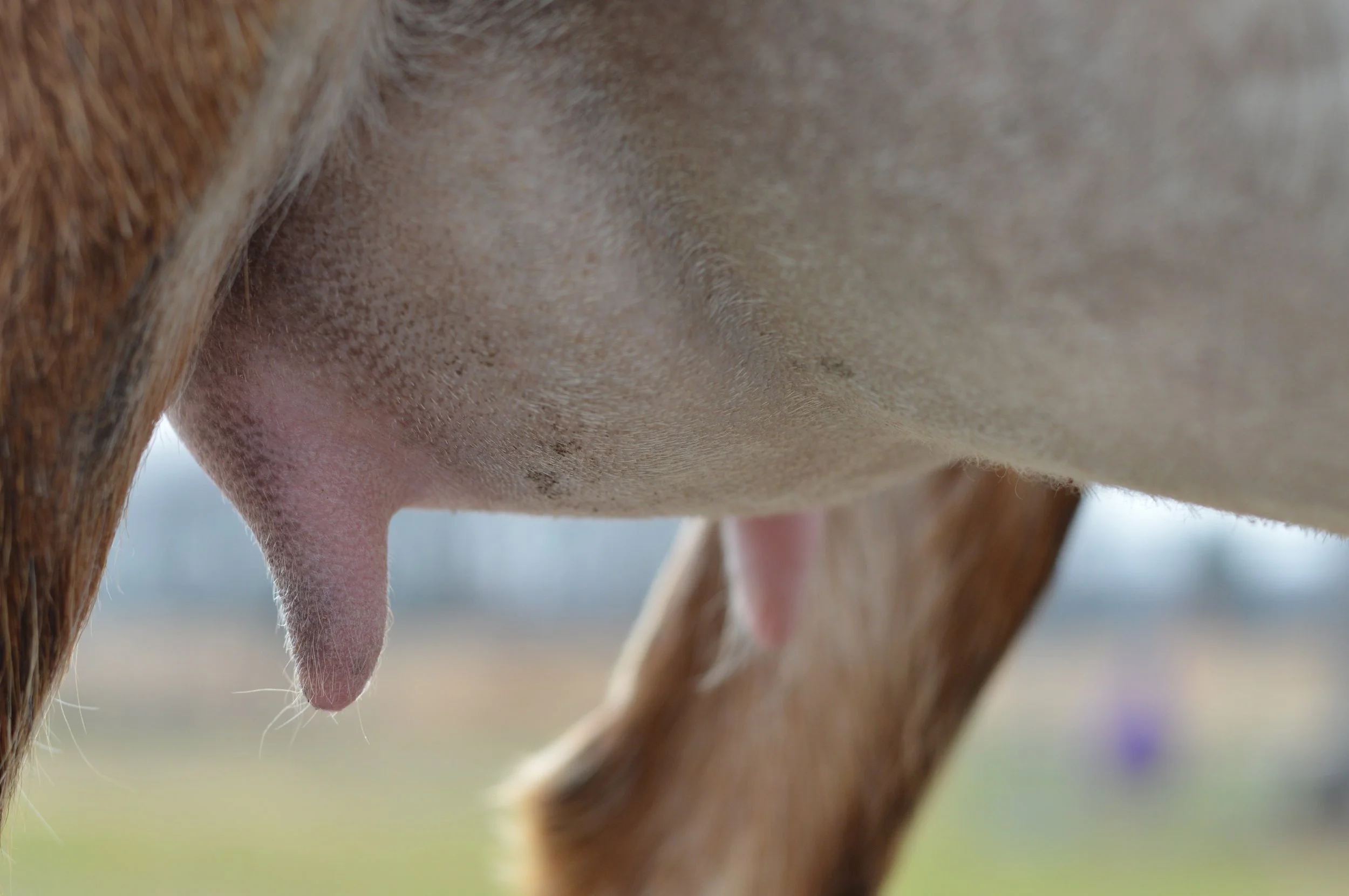 First freshening, kidded 2/18/23 with buck/doe twins; photo taken 3/1/23