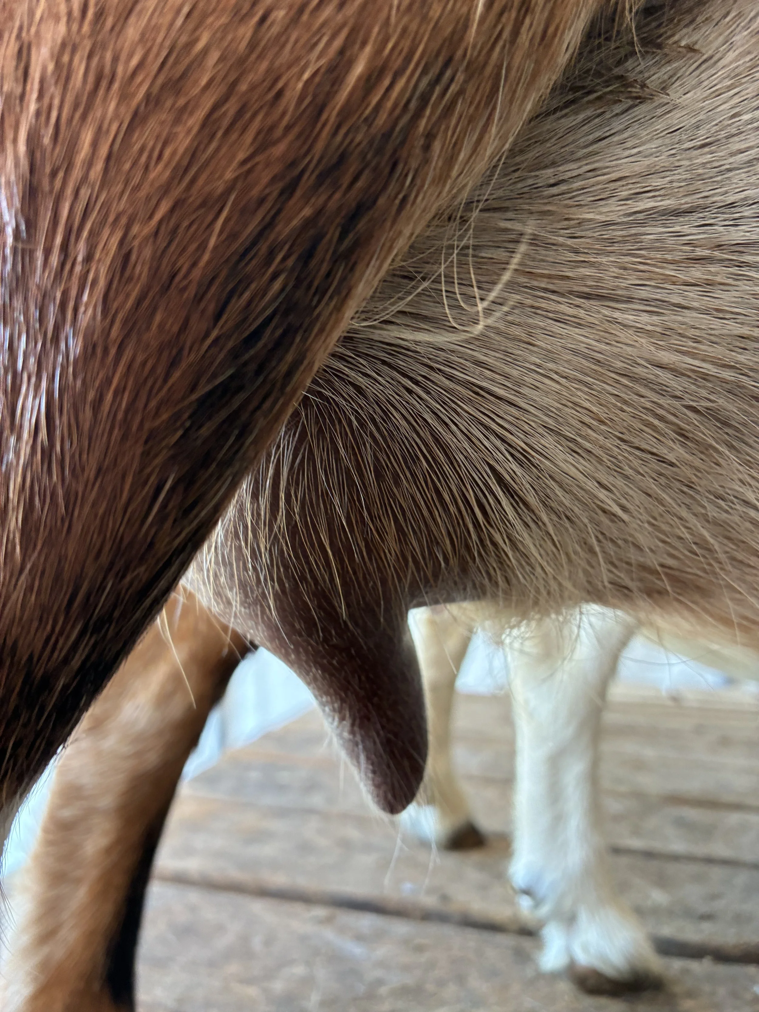 Butterfly pictured 7/30/25