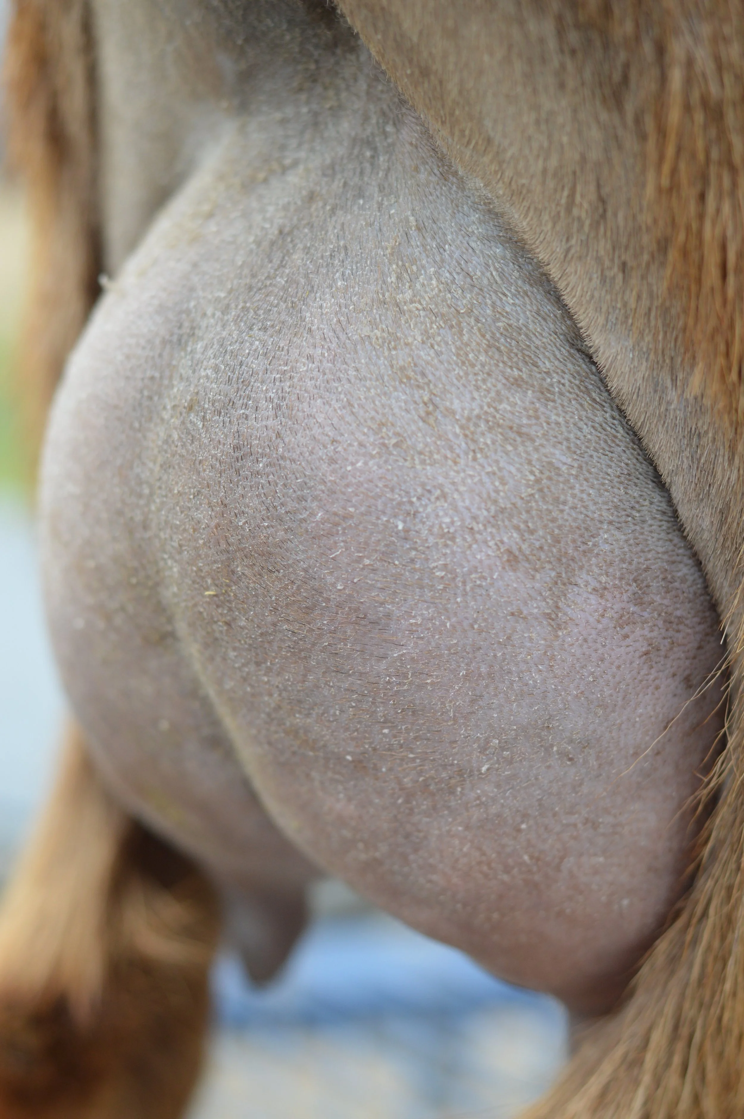 Second freshening, kidded 2/10/23 with a single doeling; photo taken 3/1/23