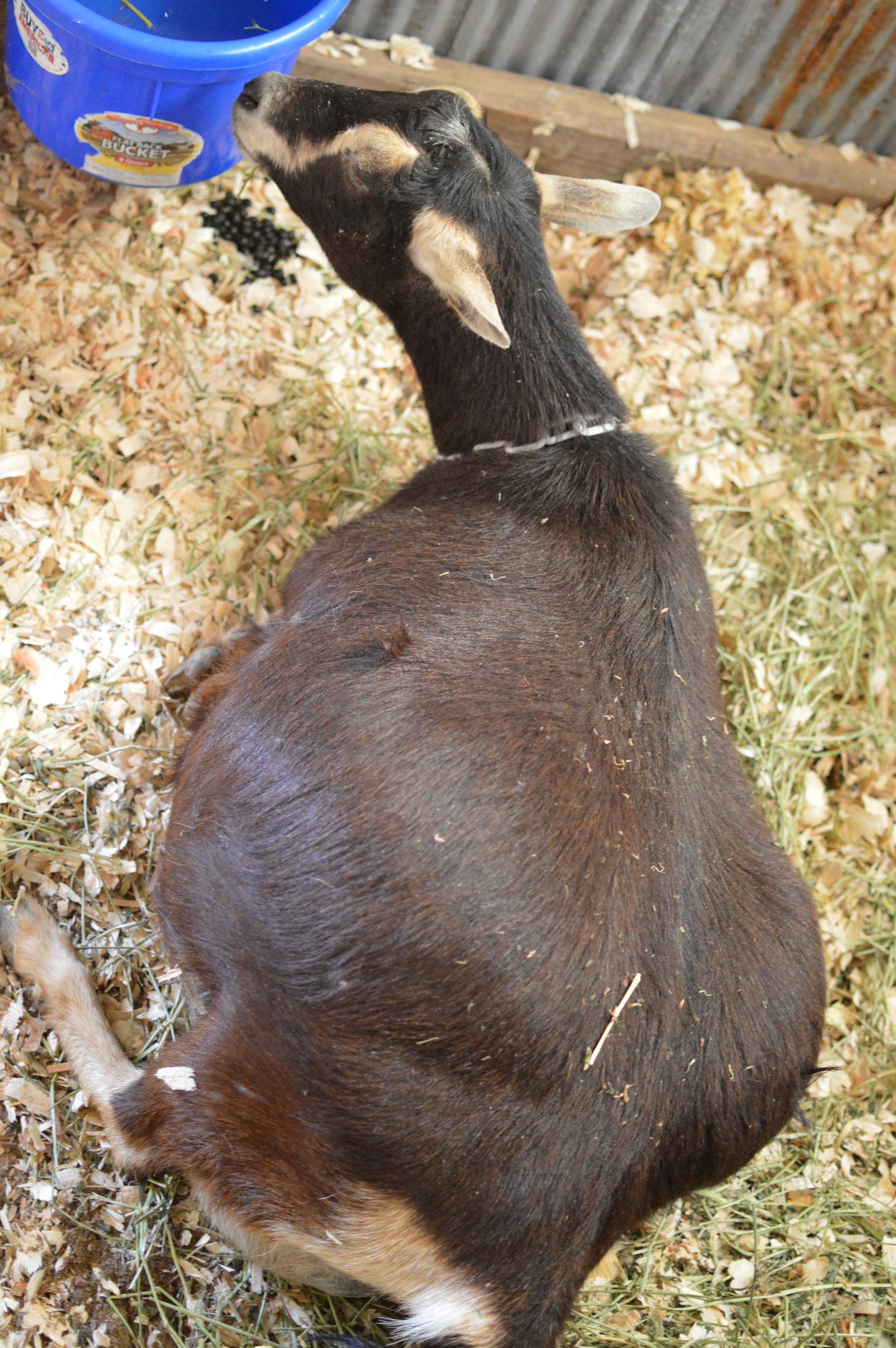 2025 just prior to kidding