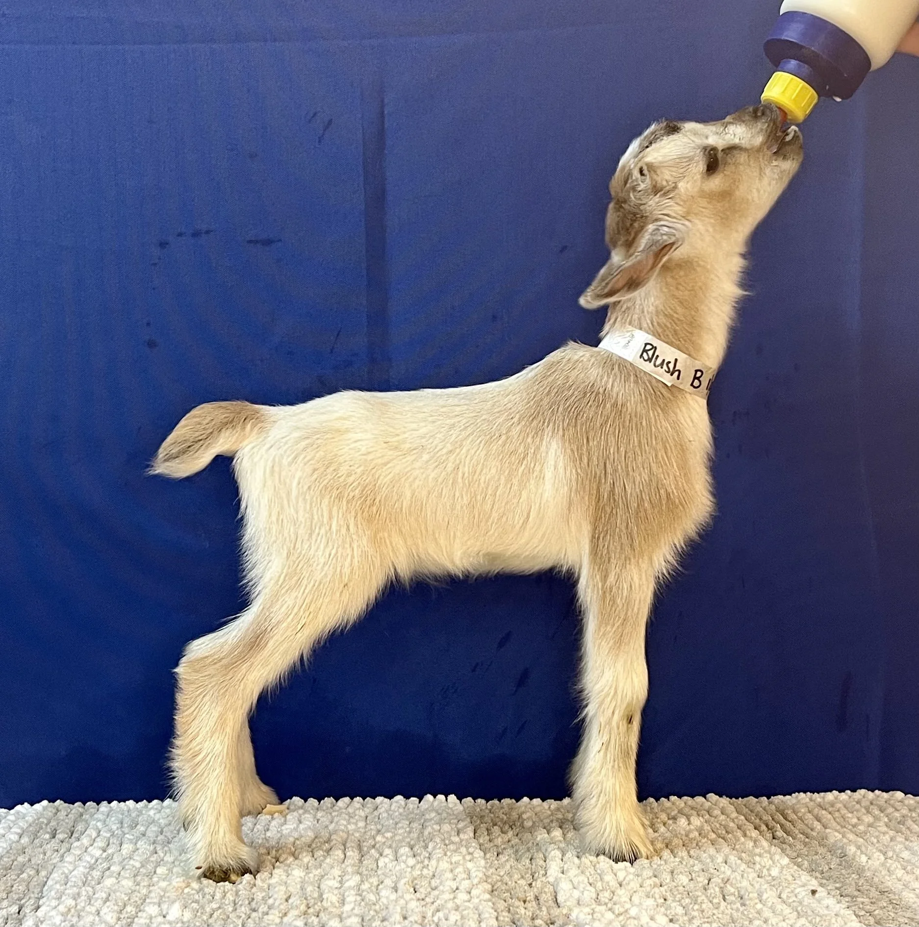 4 days old, photo courtesy of Garrett Berry at GTB Farm