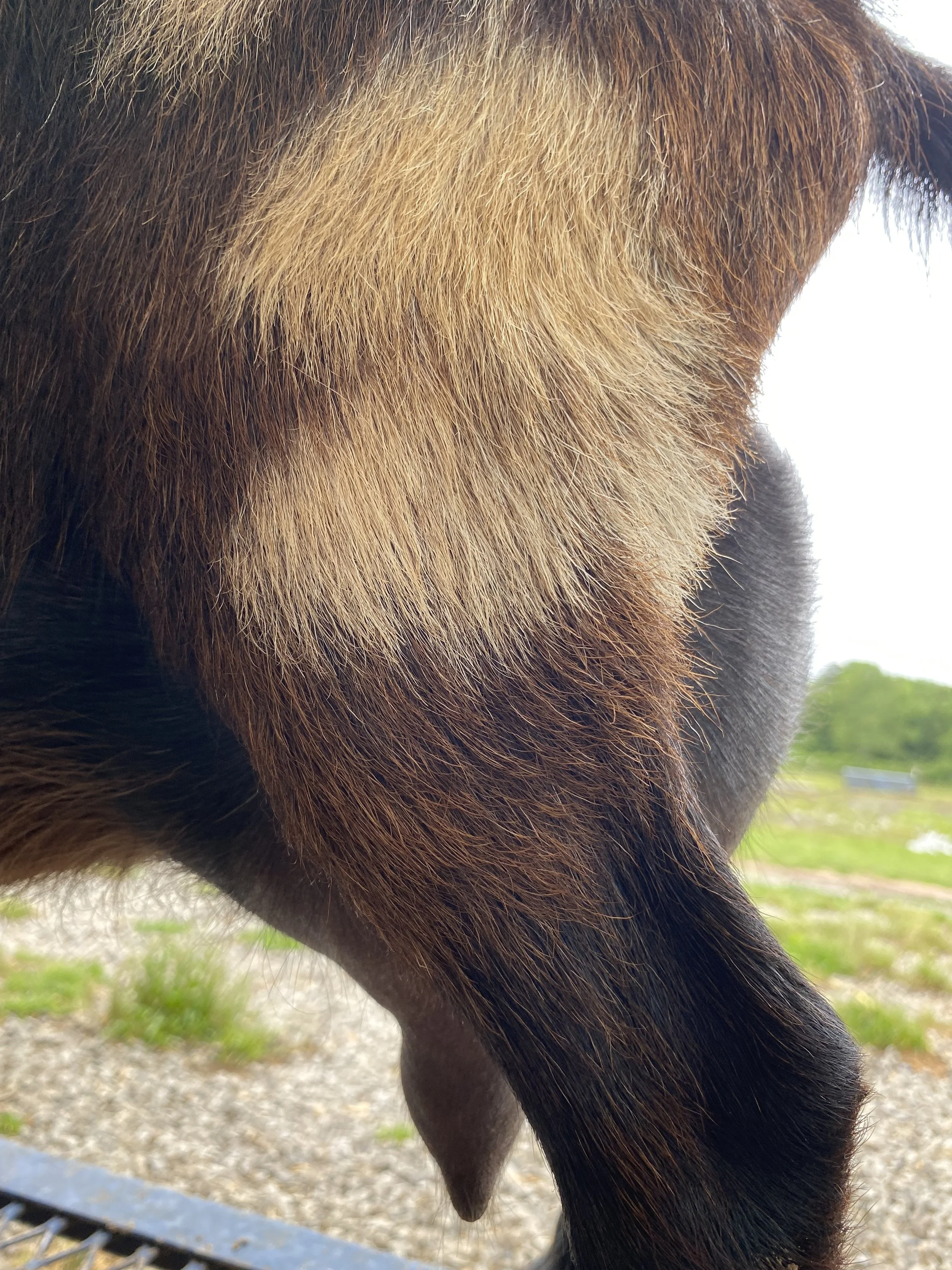 Bindi pictured 5/20/25