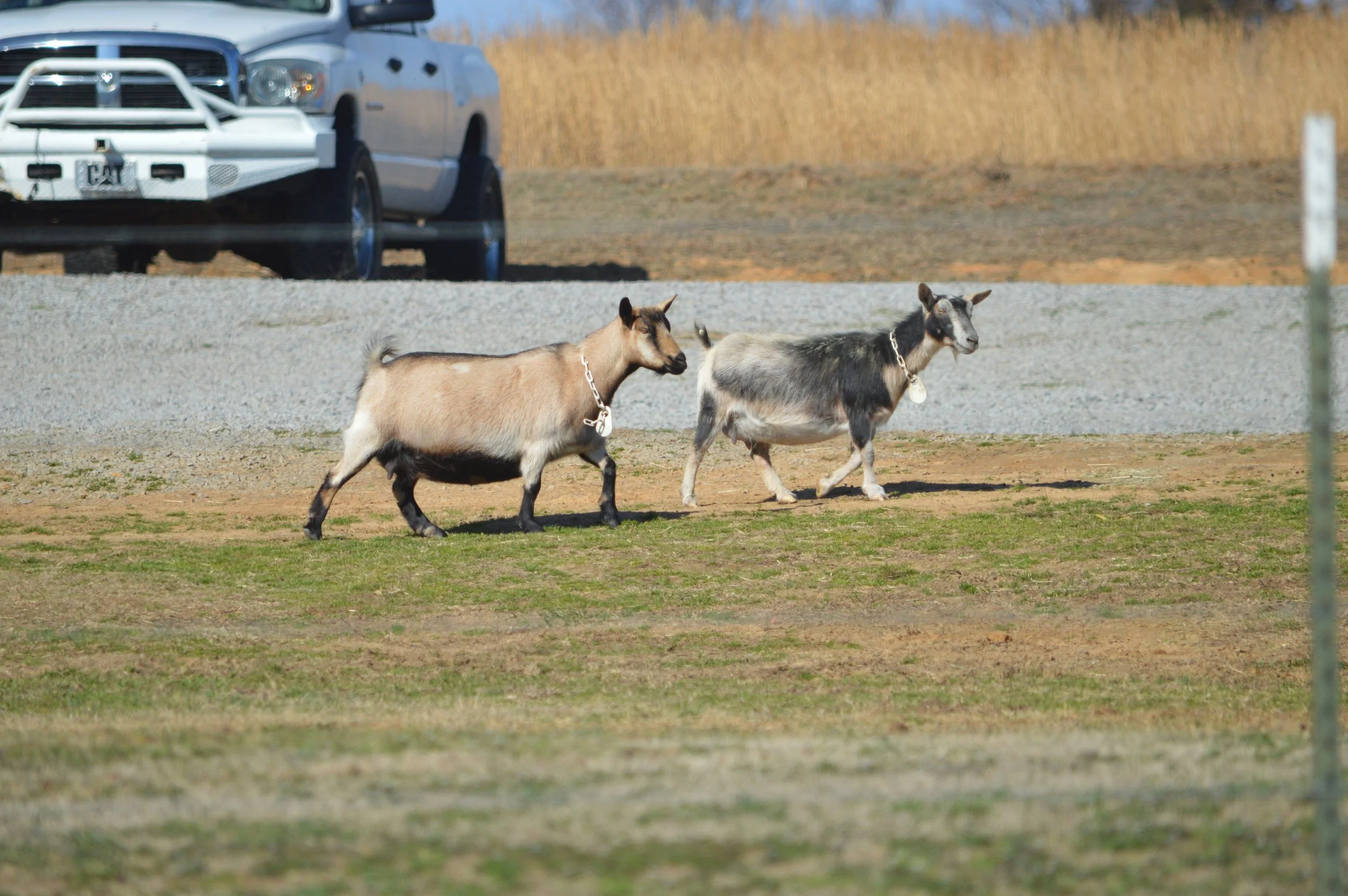 Alba (L) pictured 2/12/26