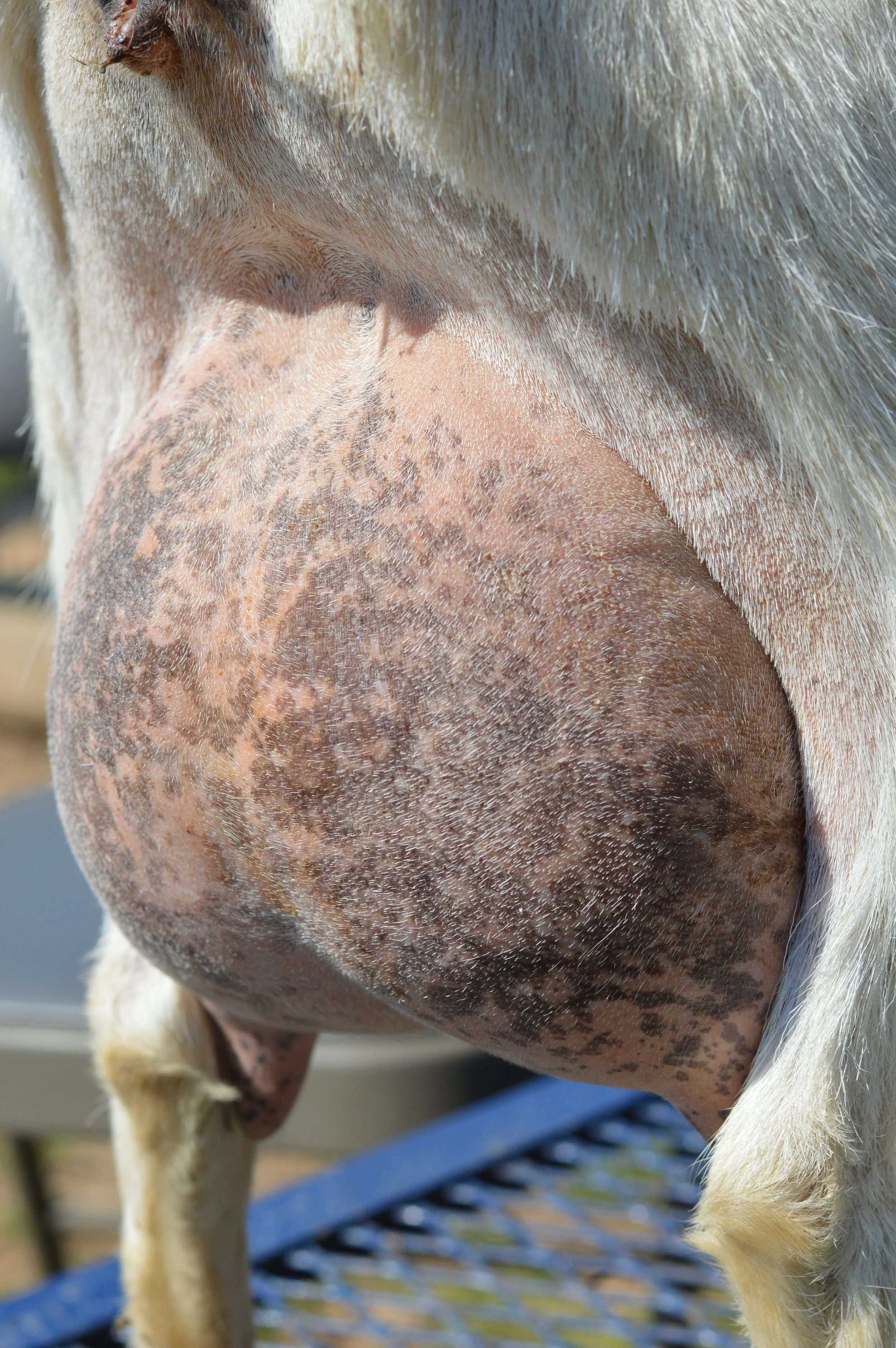 Ajax's 6th freshening, photo taken 03/29/2023 (freshened 03/9/2023)