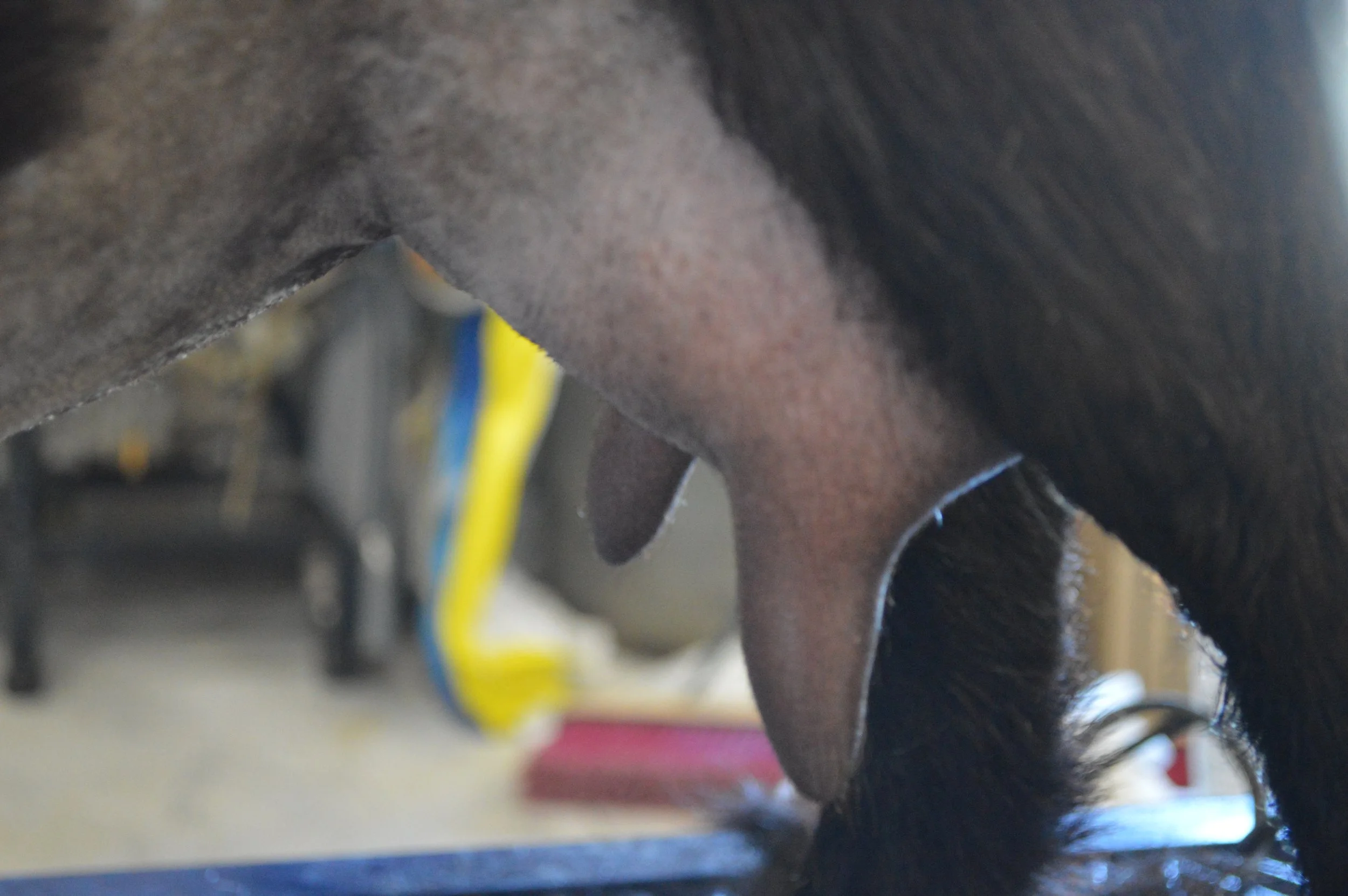 Halo's third freshening, photo taken 03/08/2022 (freshened 02/04/2022)