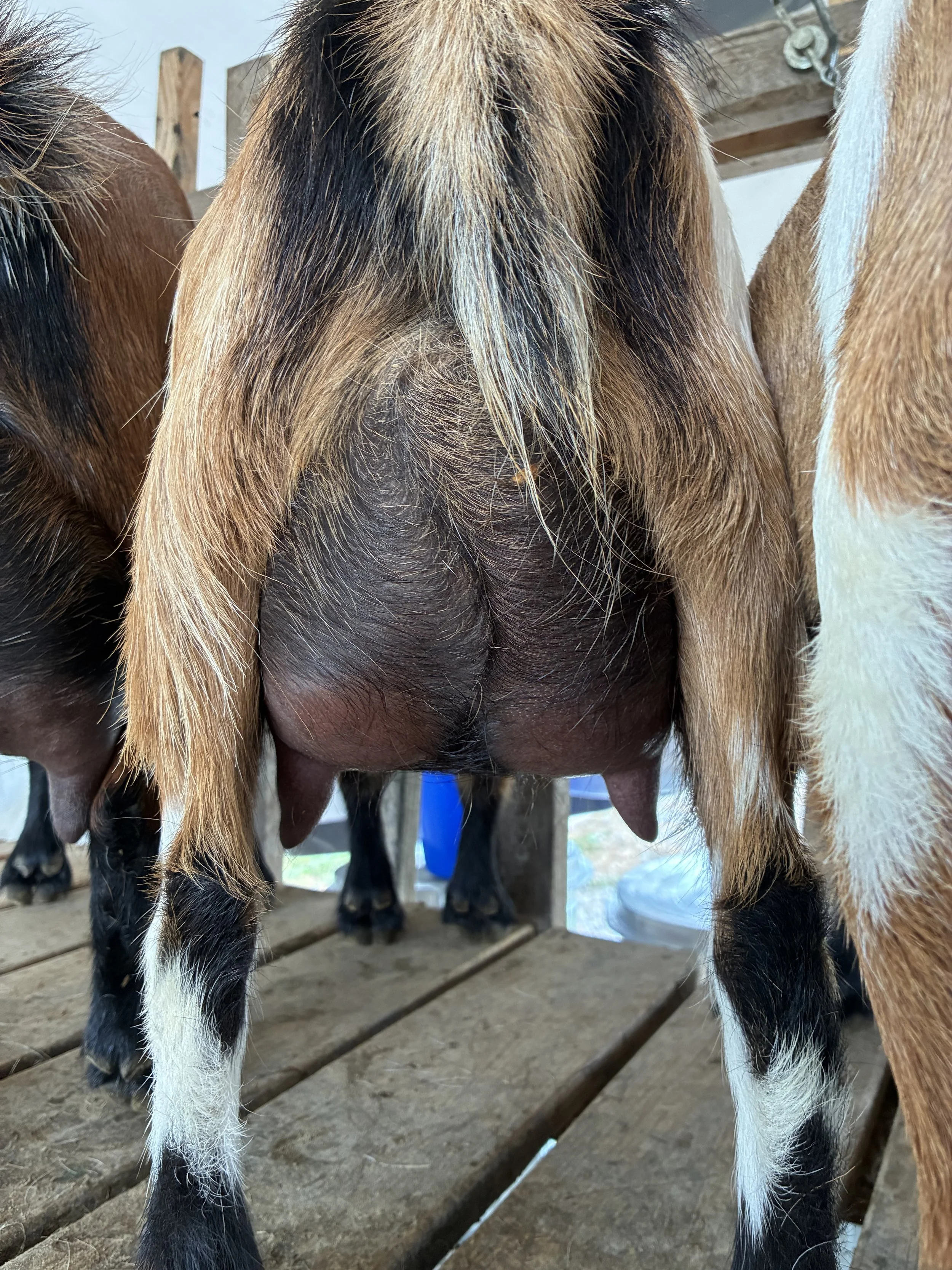 Quita (FF) pictured 9/04/2025, freshened 6/10/2025