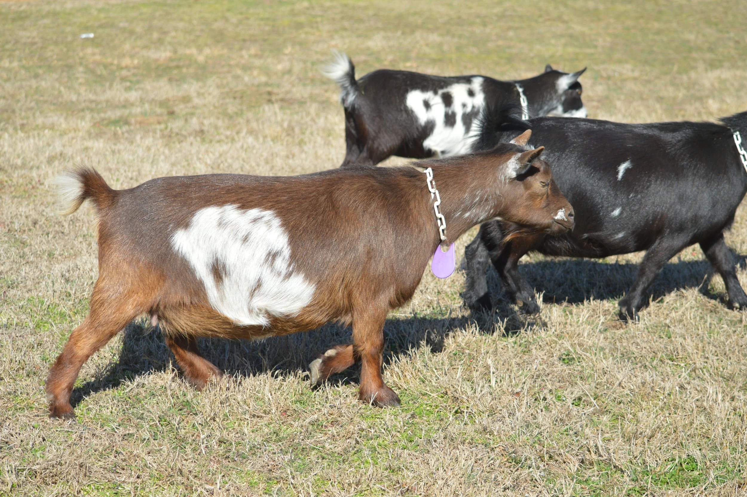 Hottie, pictured 2/12/2026