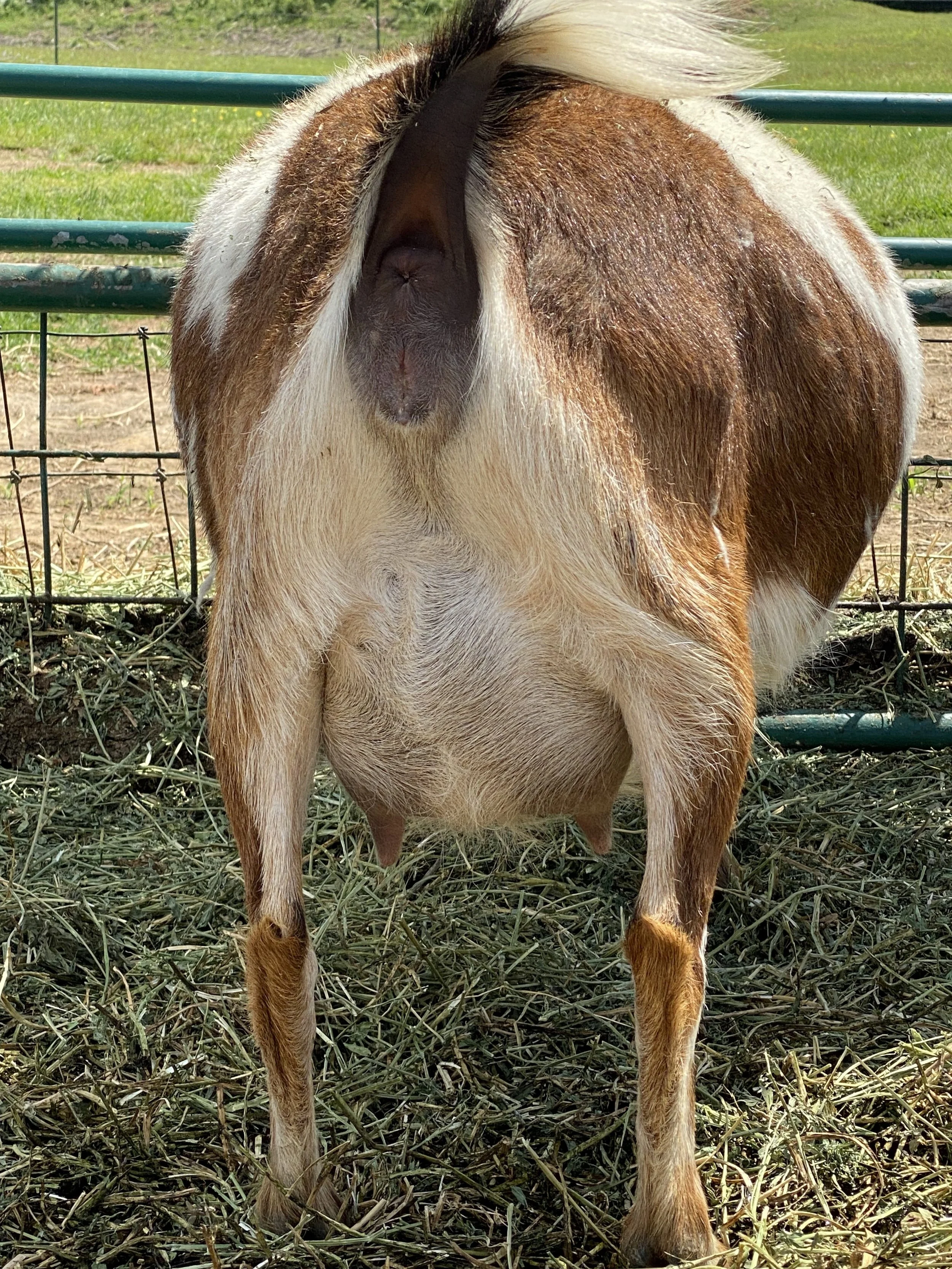 Butterfly prefresh pictured 4/24/24