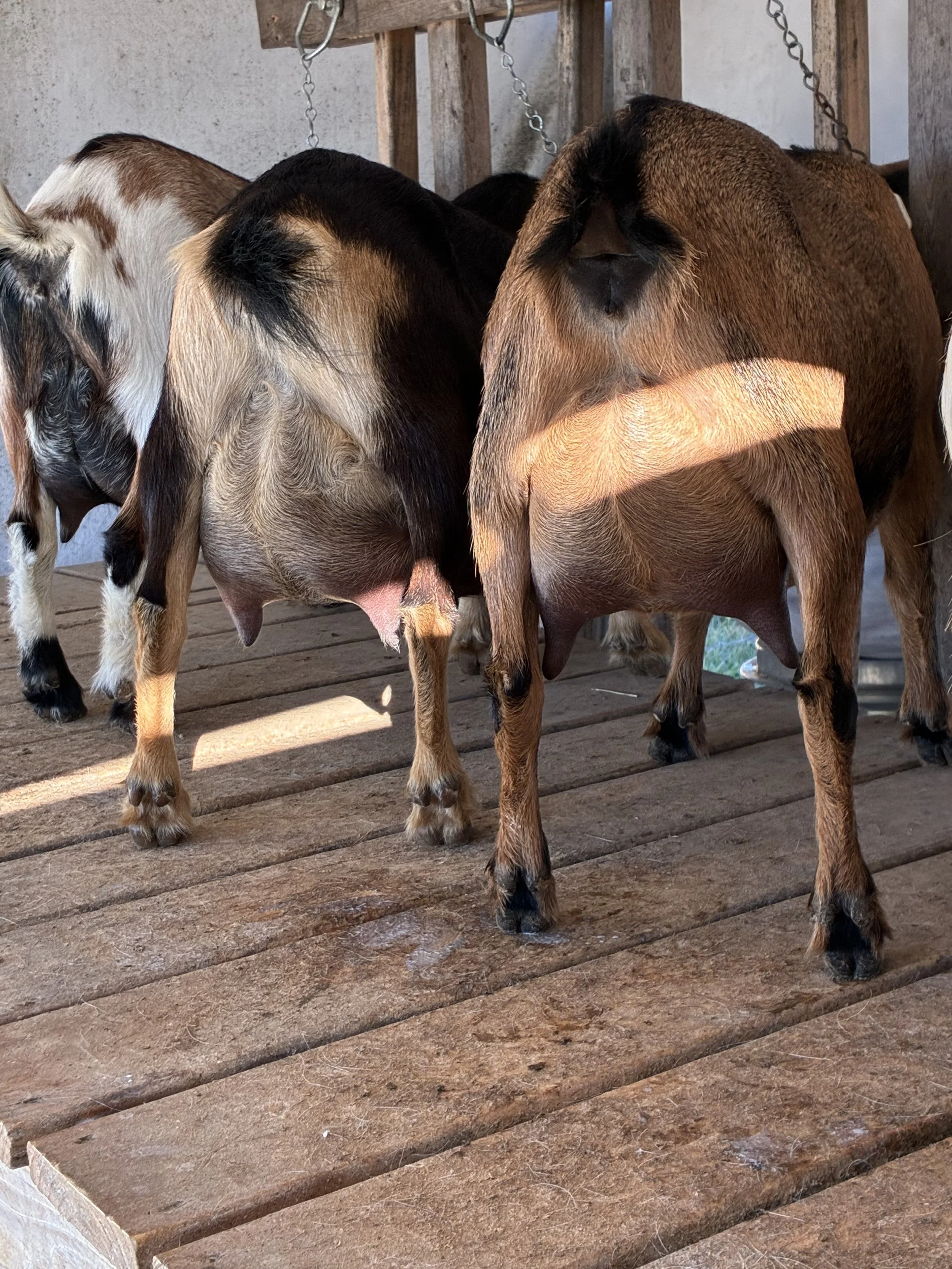Chunky (middle) pictured 10/19/25