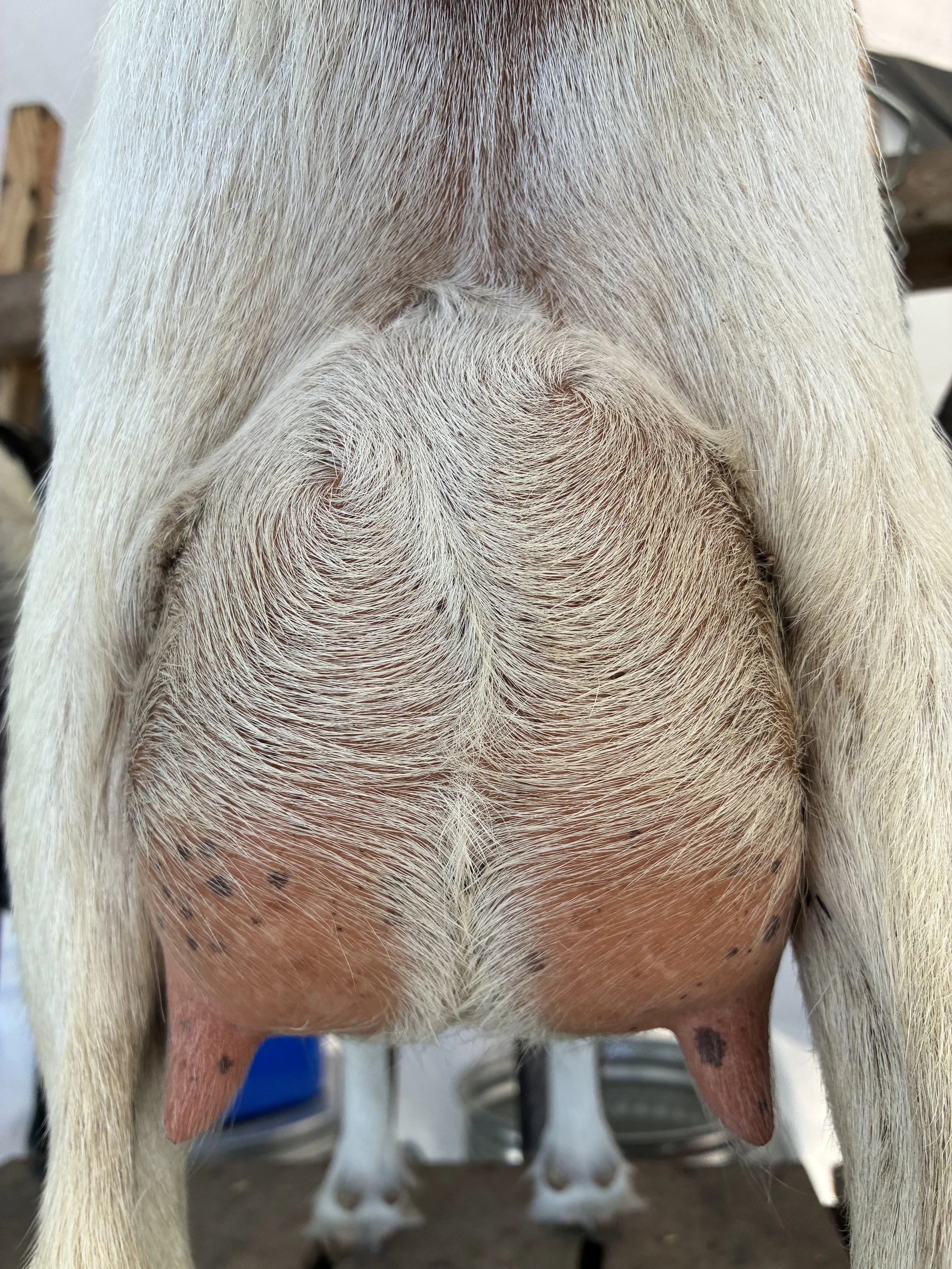 Q-Tip (2F) pictured 7/30/25