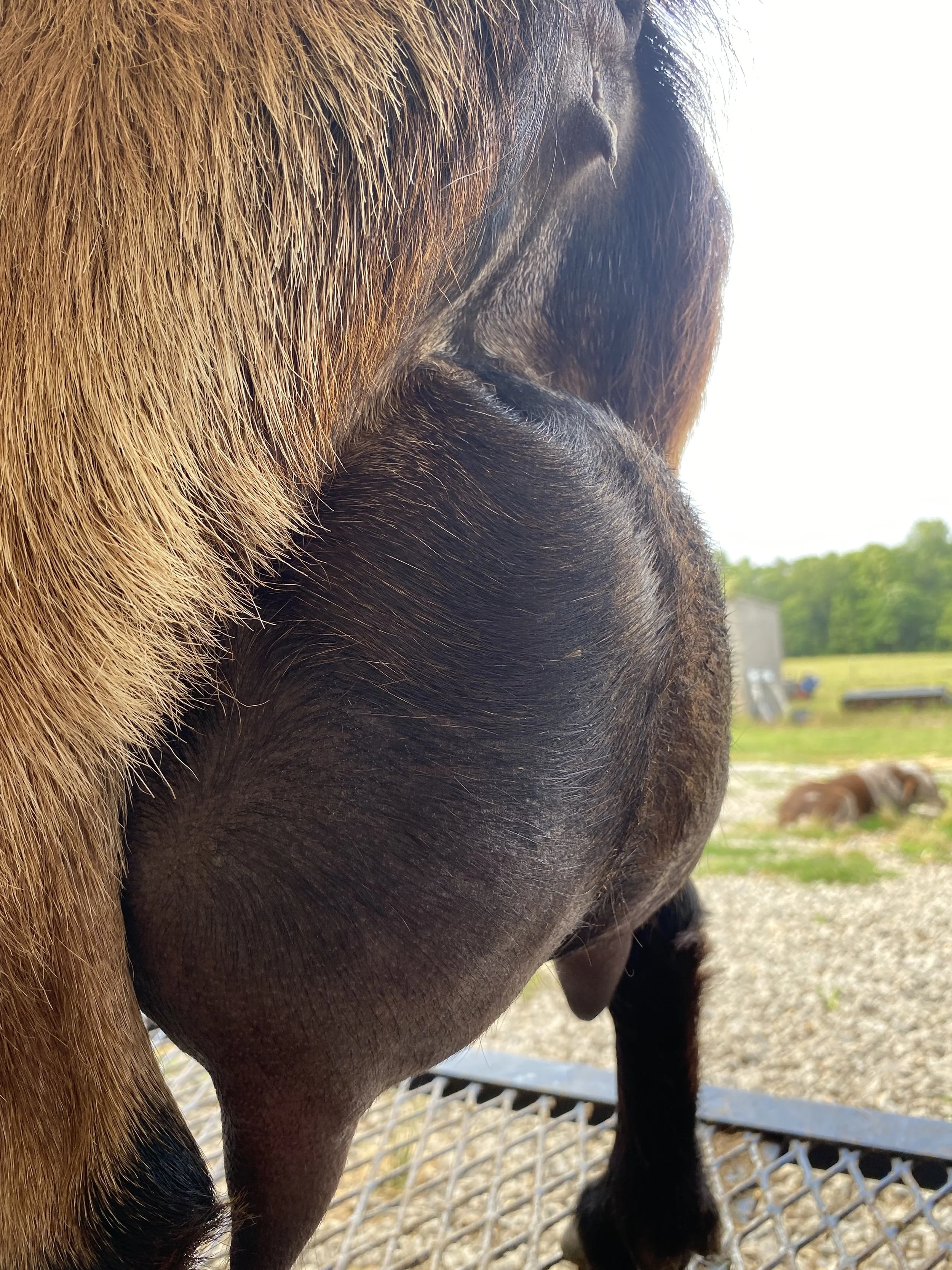 Miss Me pictured 5/23/25 as an 8 year old