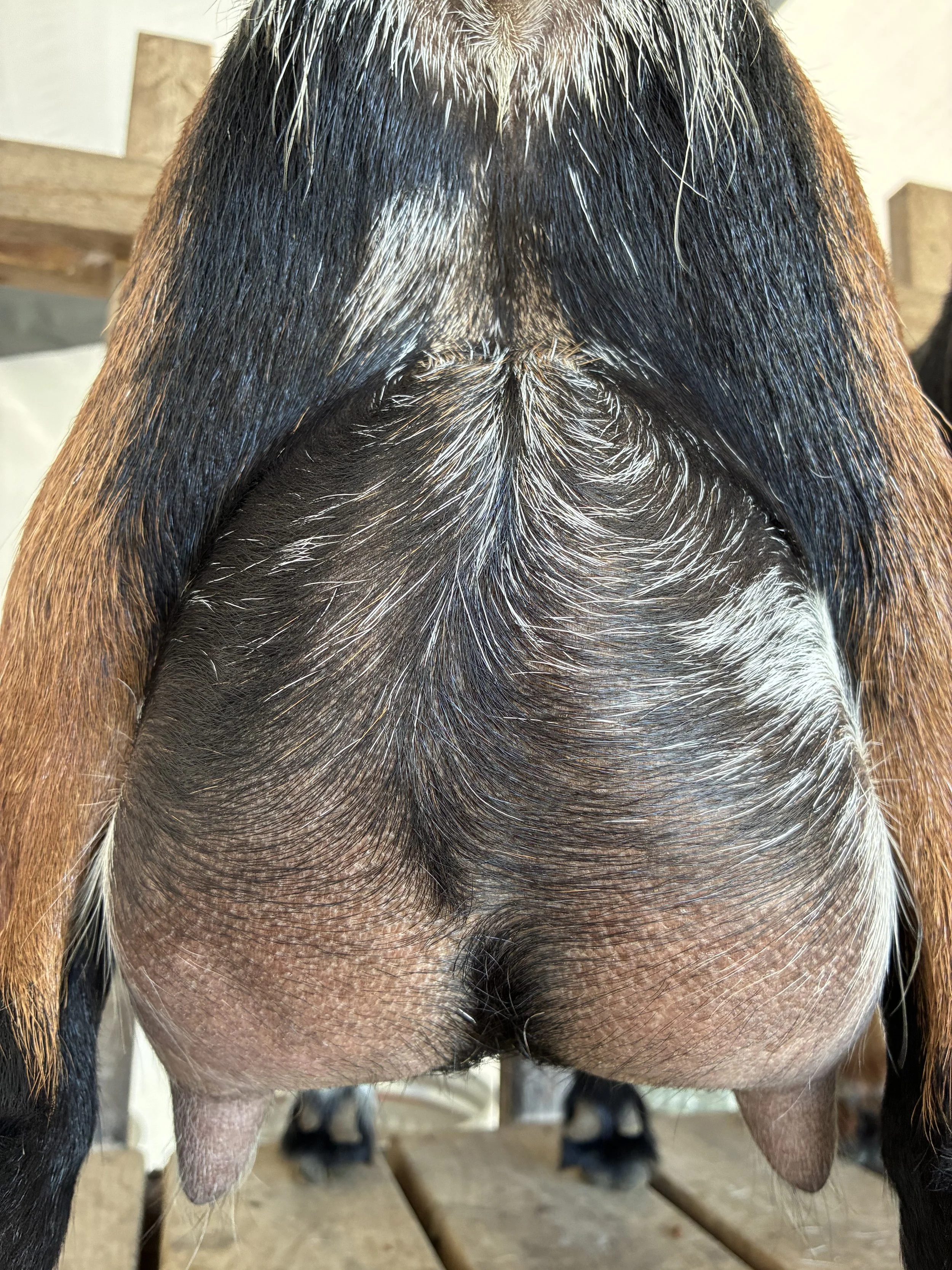 Oakley pictured 7/22/25