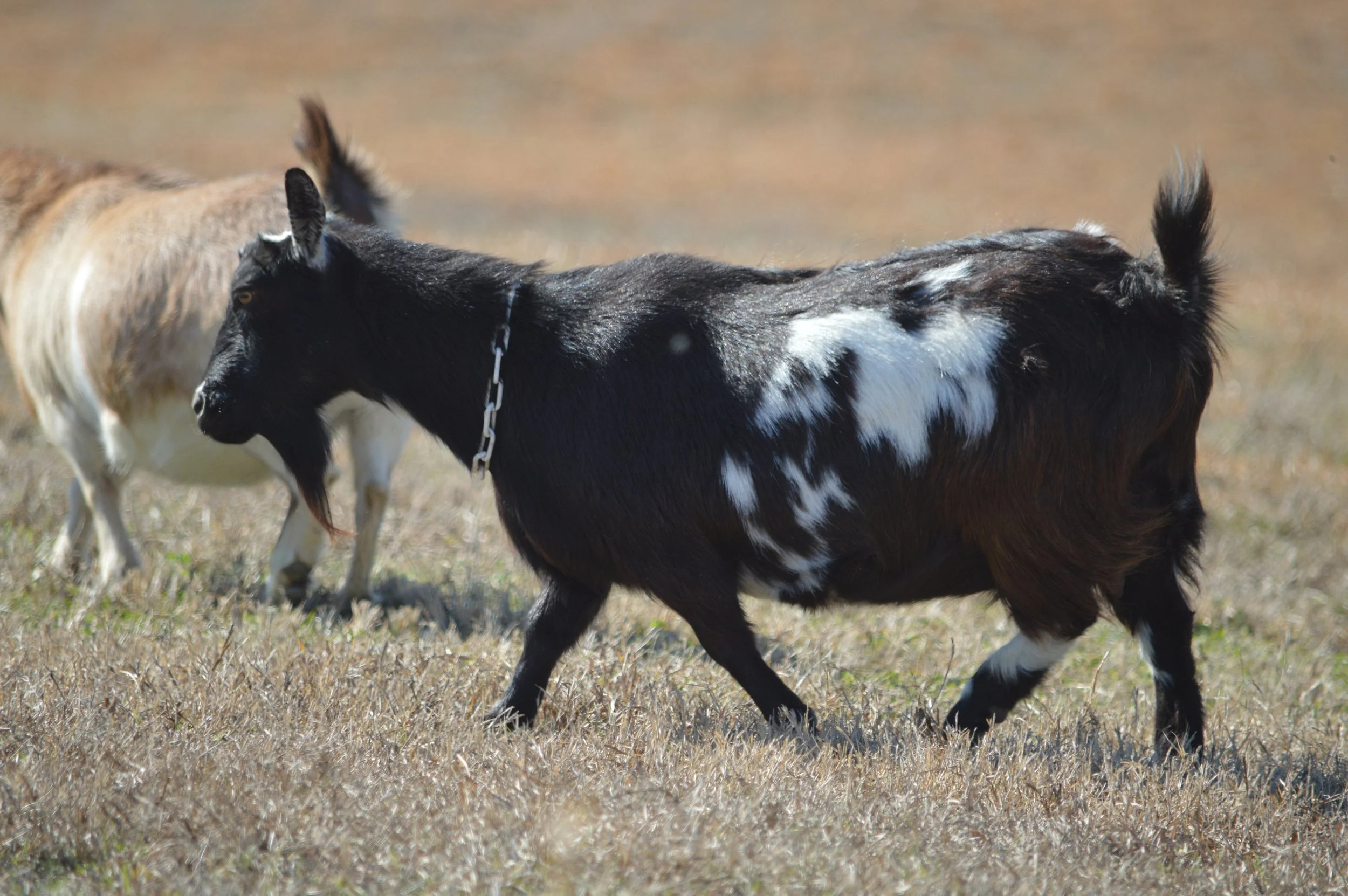 Penny pictured 2/12/26 