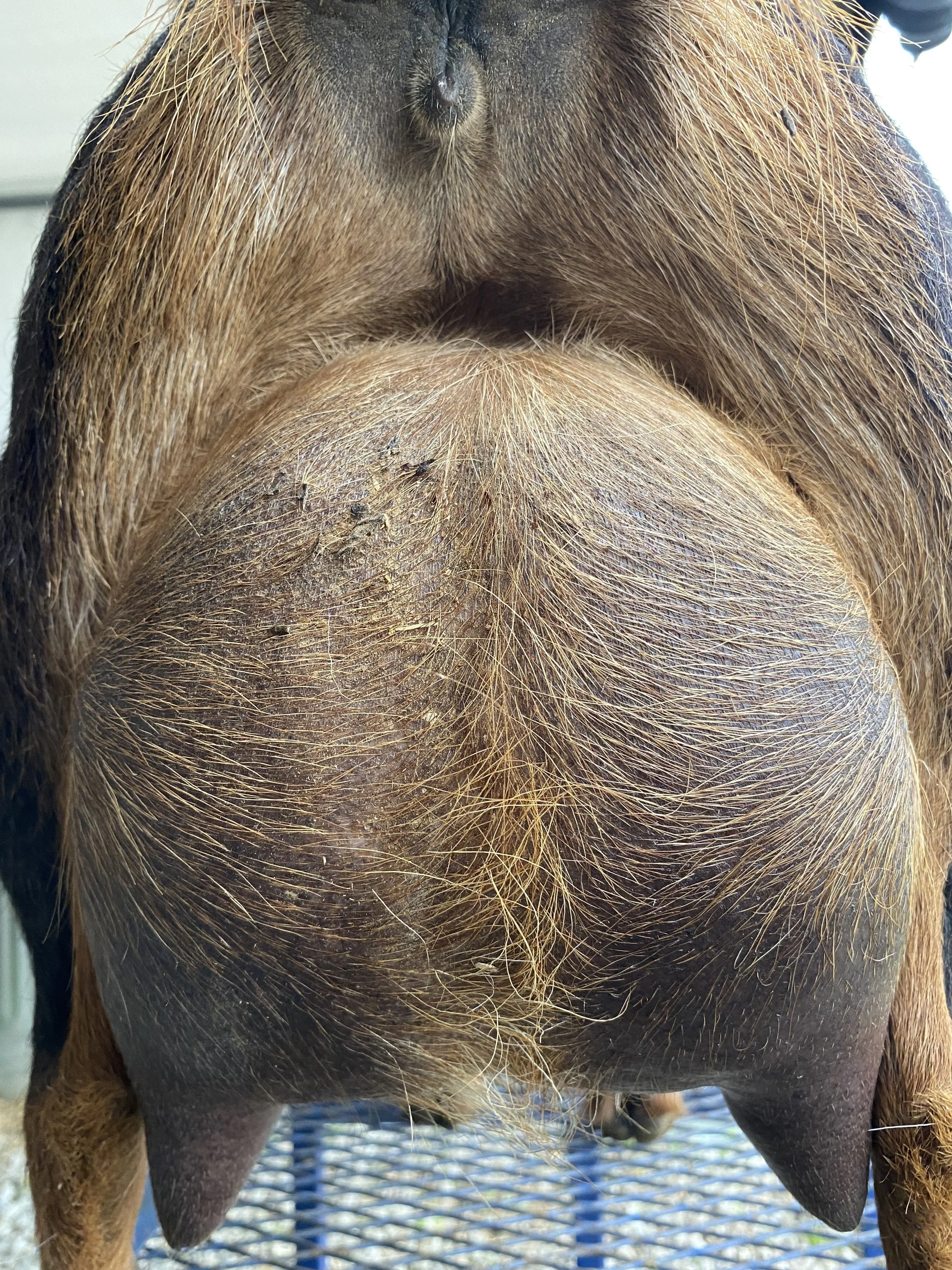 Chandelier pictured 5/12/2025 at 8 years old