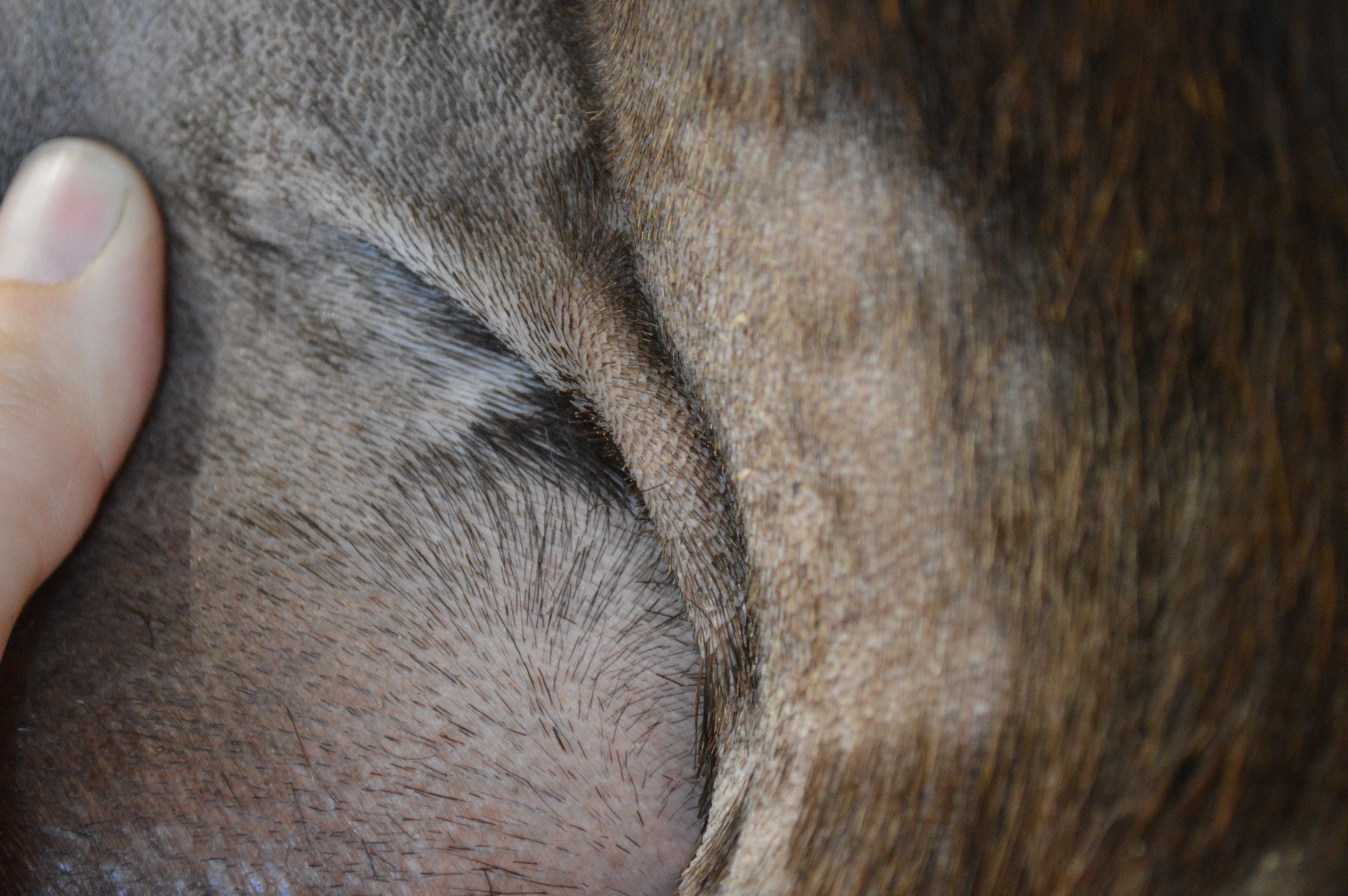 Halo's third freshening, photo taken 03/08/2022 (freshened 02/04/2022)