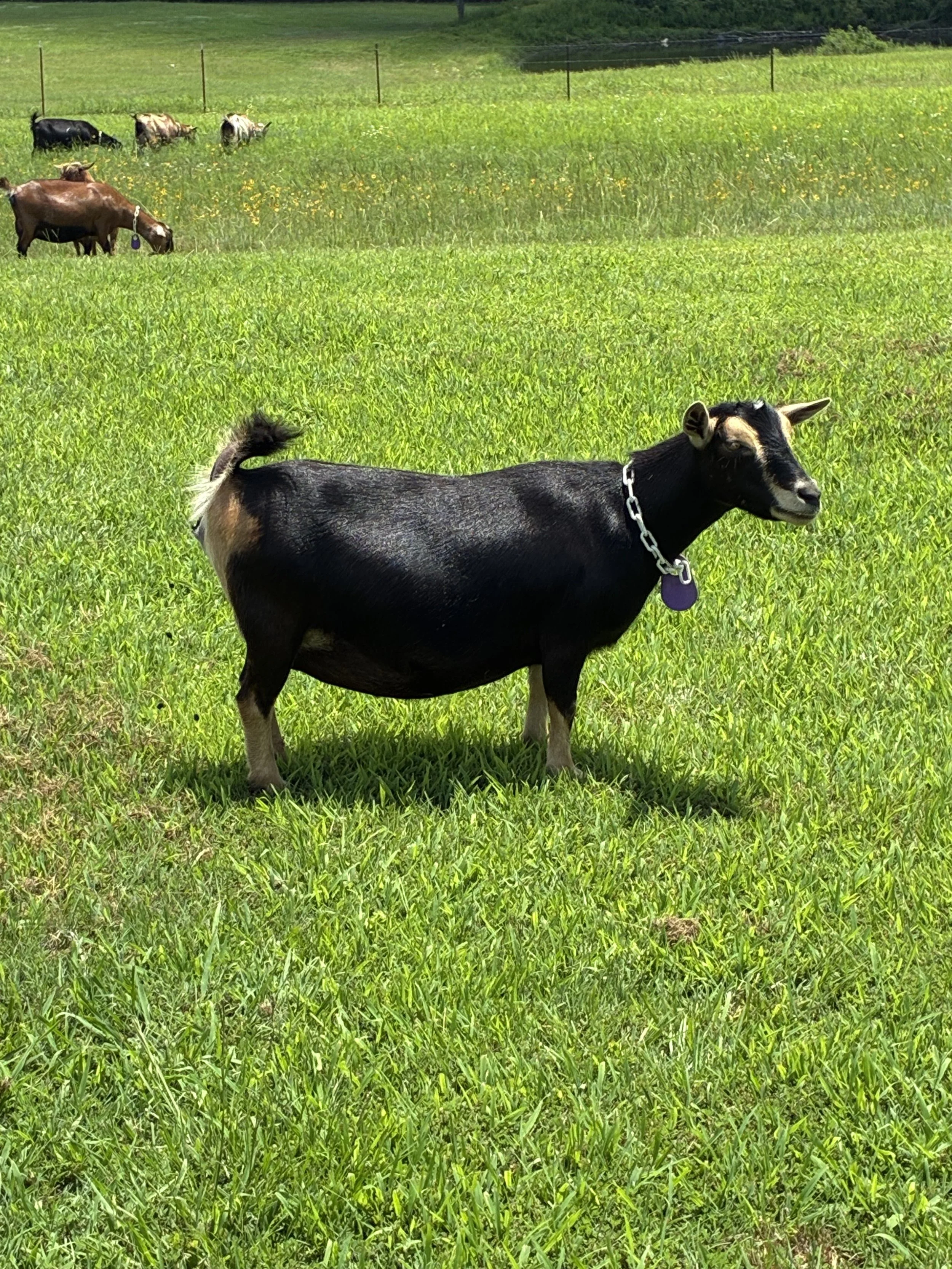 Chunky prefresh (2F)  pictured 6/27/25
