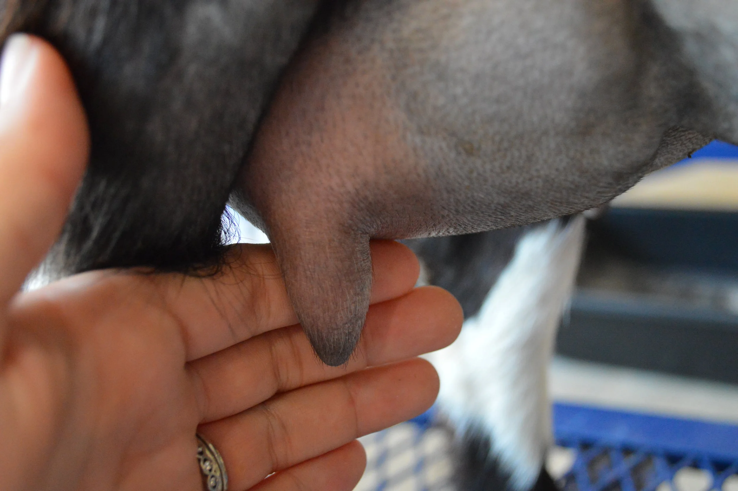 Penny's second freshening, photo taken 05/28/2022 (freshened 05/07/2022)