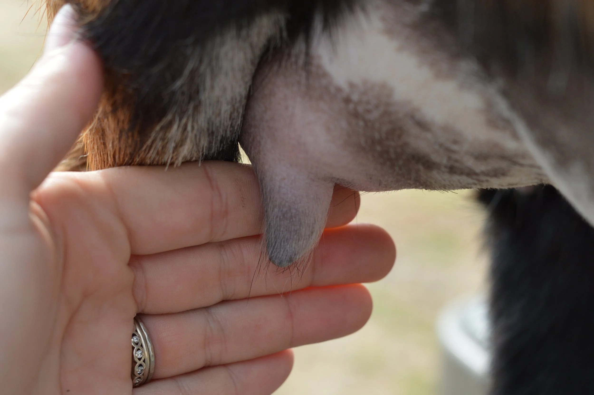 First freshening, kidded 2/13/23 with twin bucklings; photo taken 3/1/23