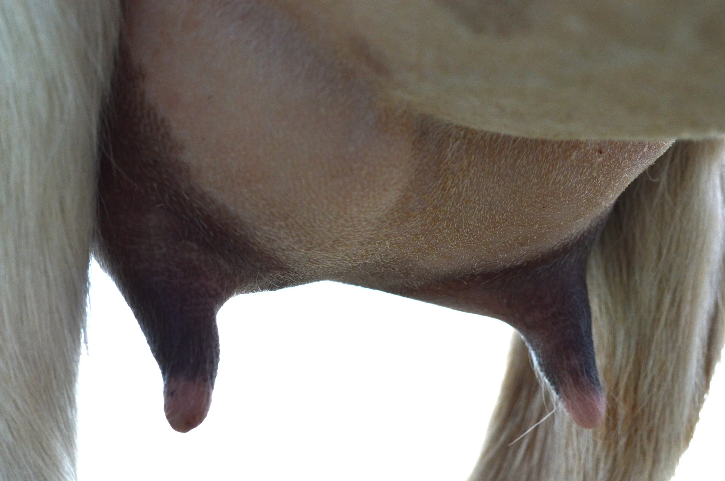 First freshening, kidded 3/14/23 with triplets; photo taken 3/30/23 