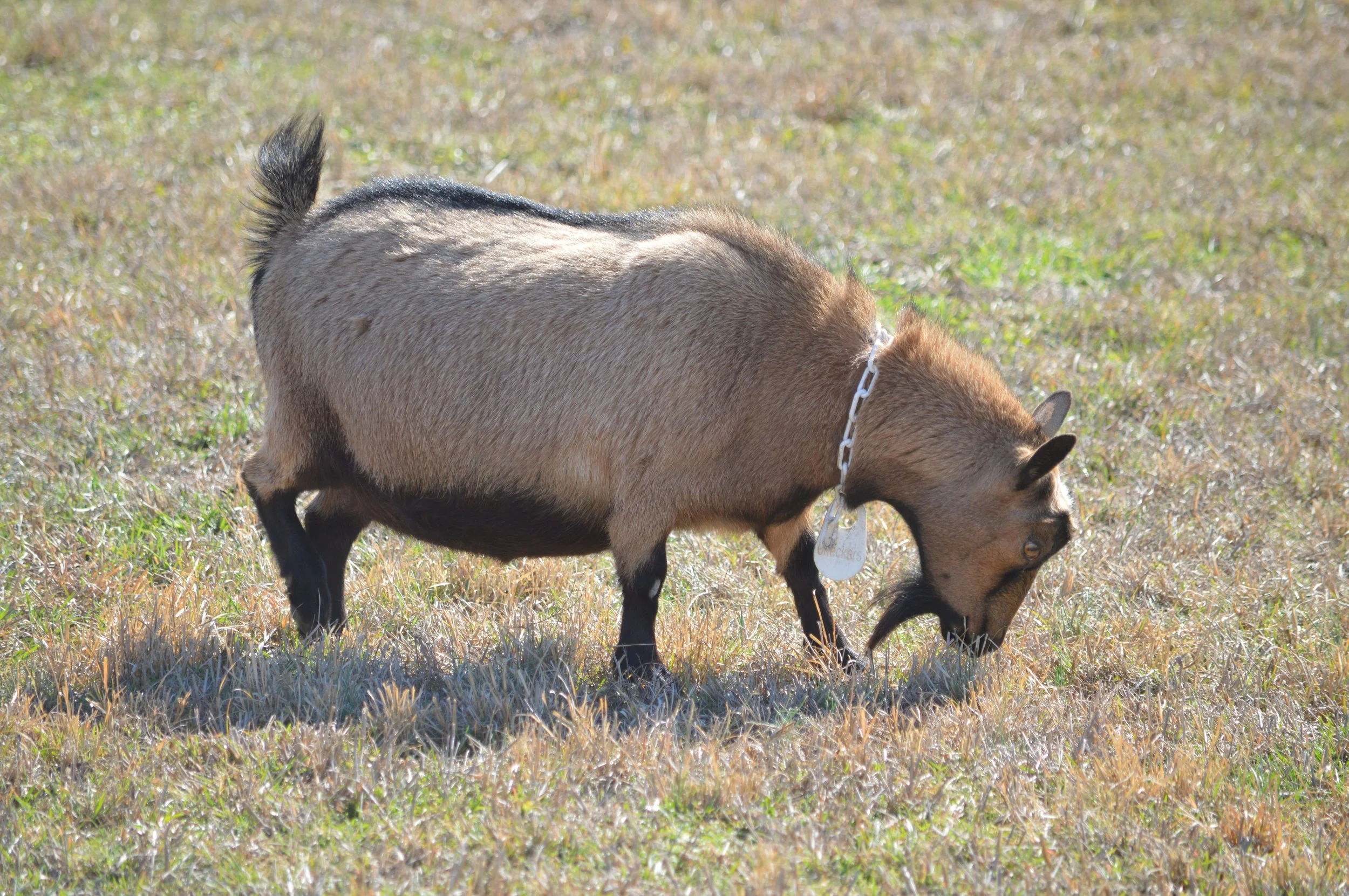 Checkers pictured 2/12/26