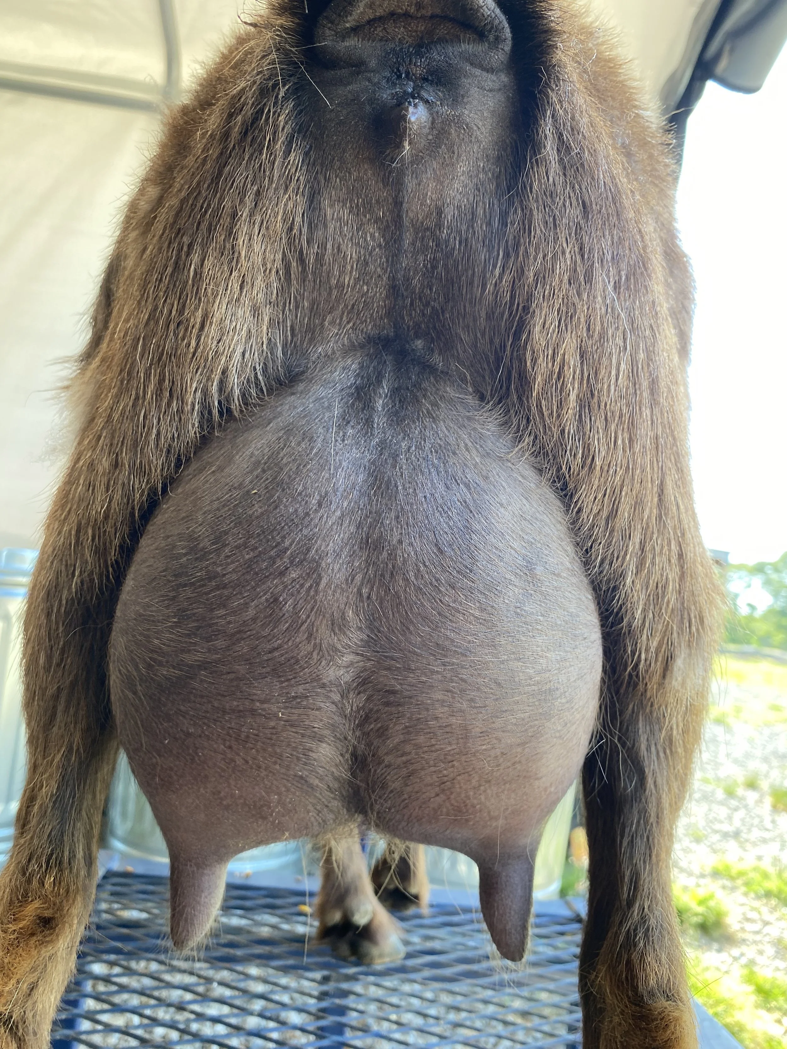 Rona, photo taken 04/22/2025