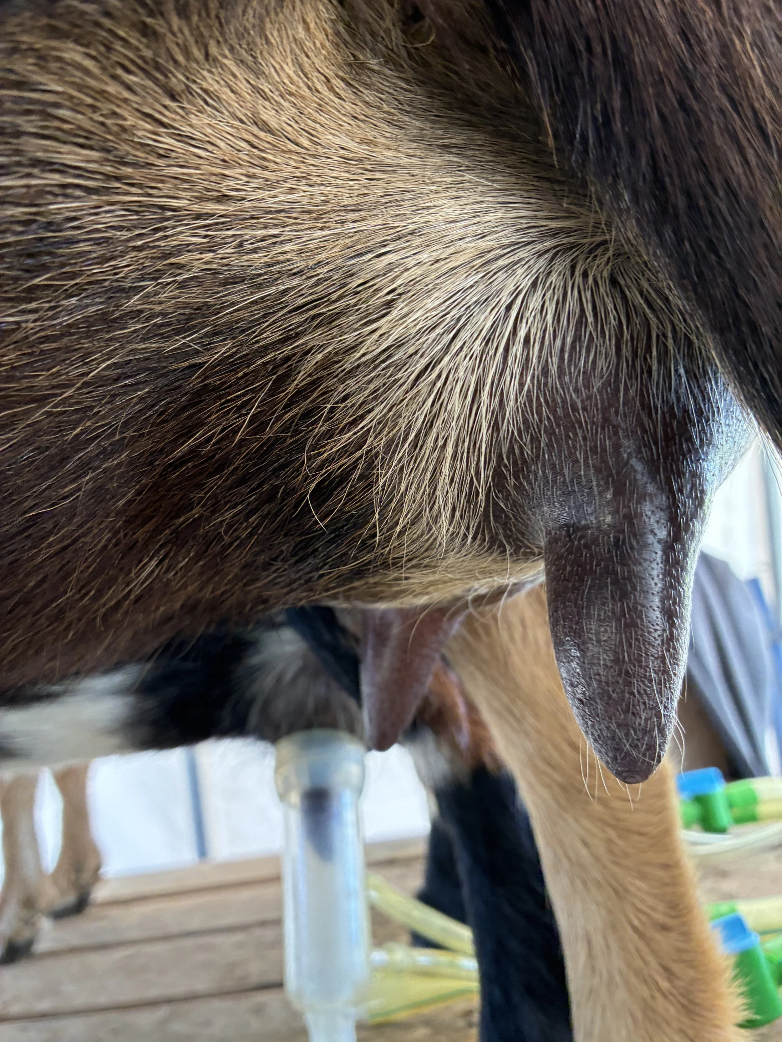 Tippy pictured 8/27/25 at 6 years old