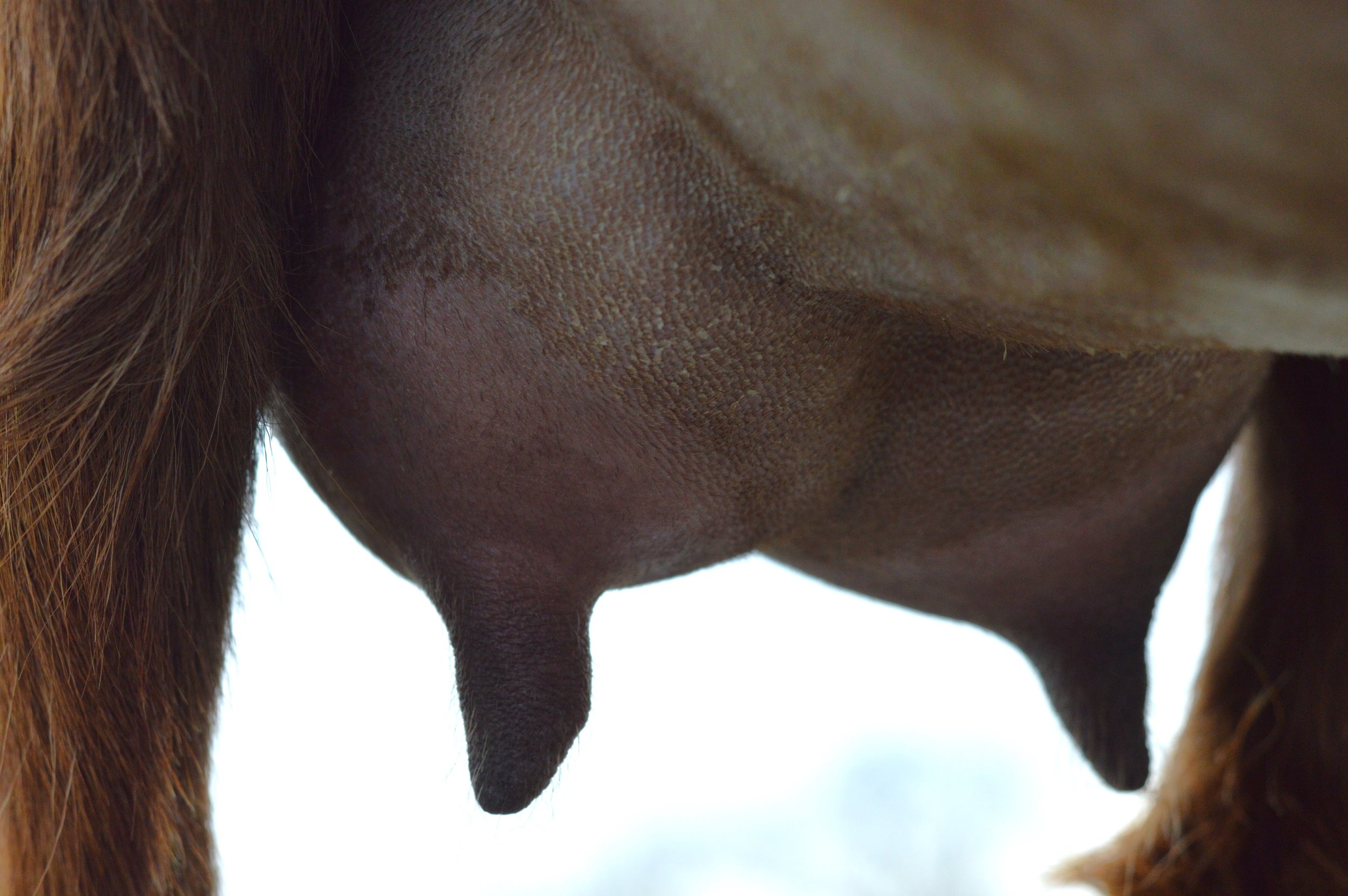 Second freshening, kidded 2/10/23 with a single doeling; photo taken 3/1/23