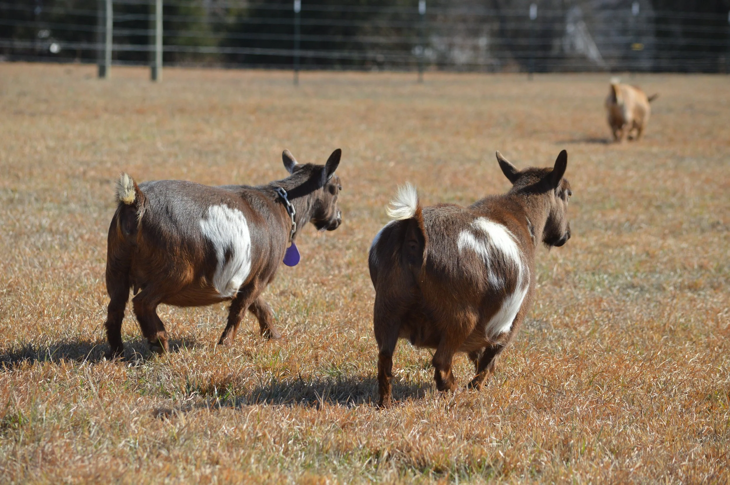 Hottie (L) , pictured 2/12/2026 with her dam, Rona (R)