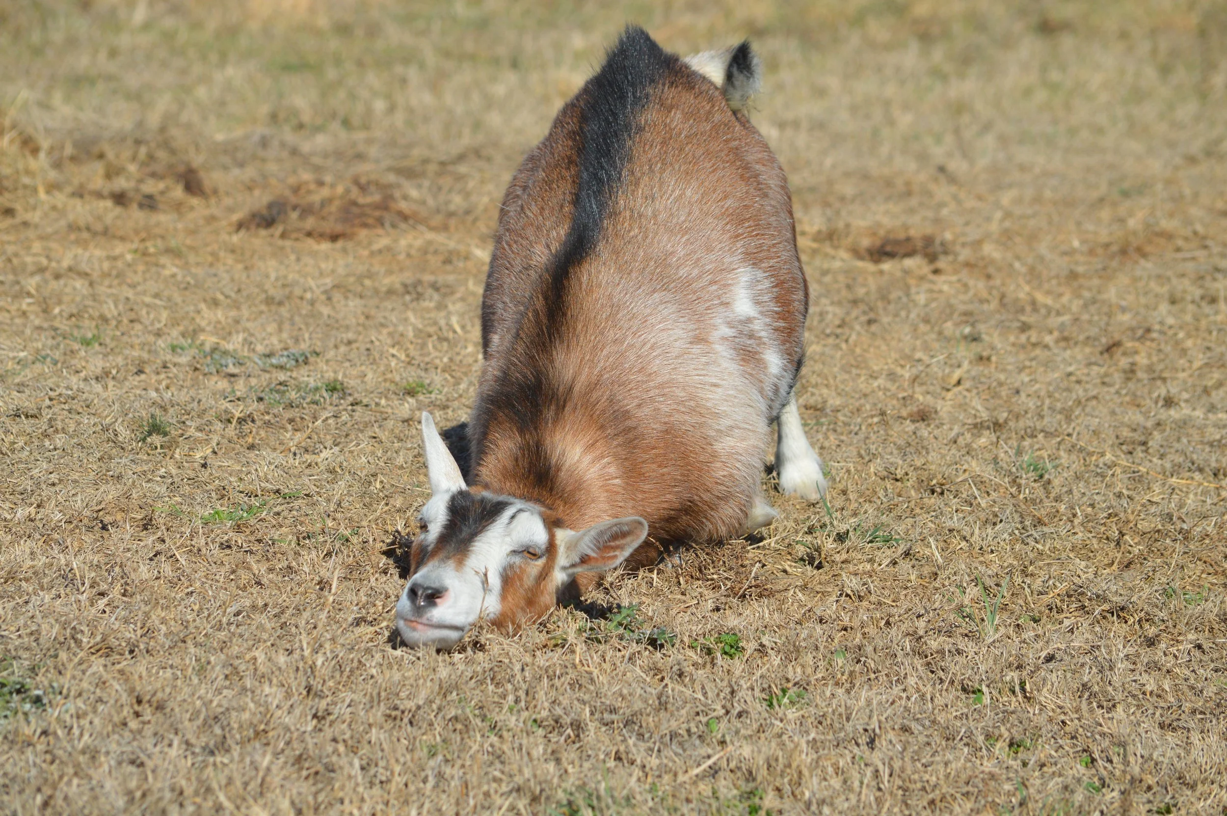 Shrimp pictured dry, photo taken 02/12/2026