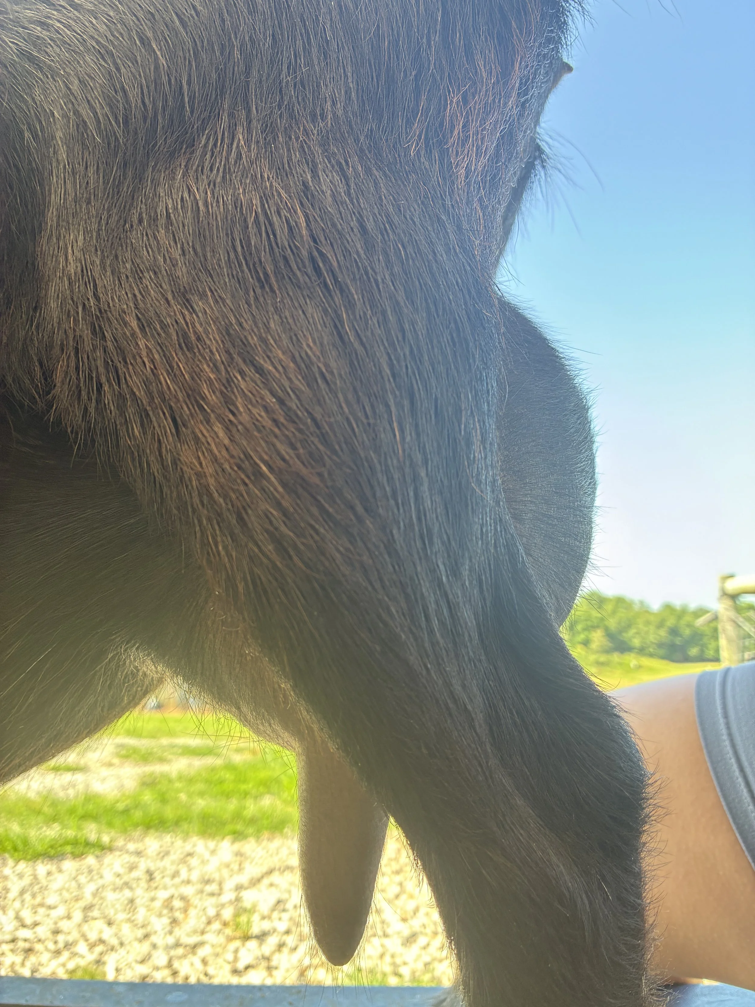 Halo pictured 06/22/2025, freshened 04/26/2025