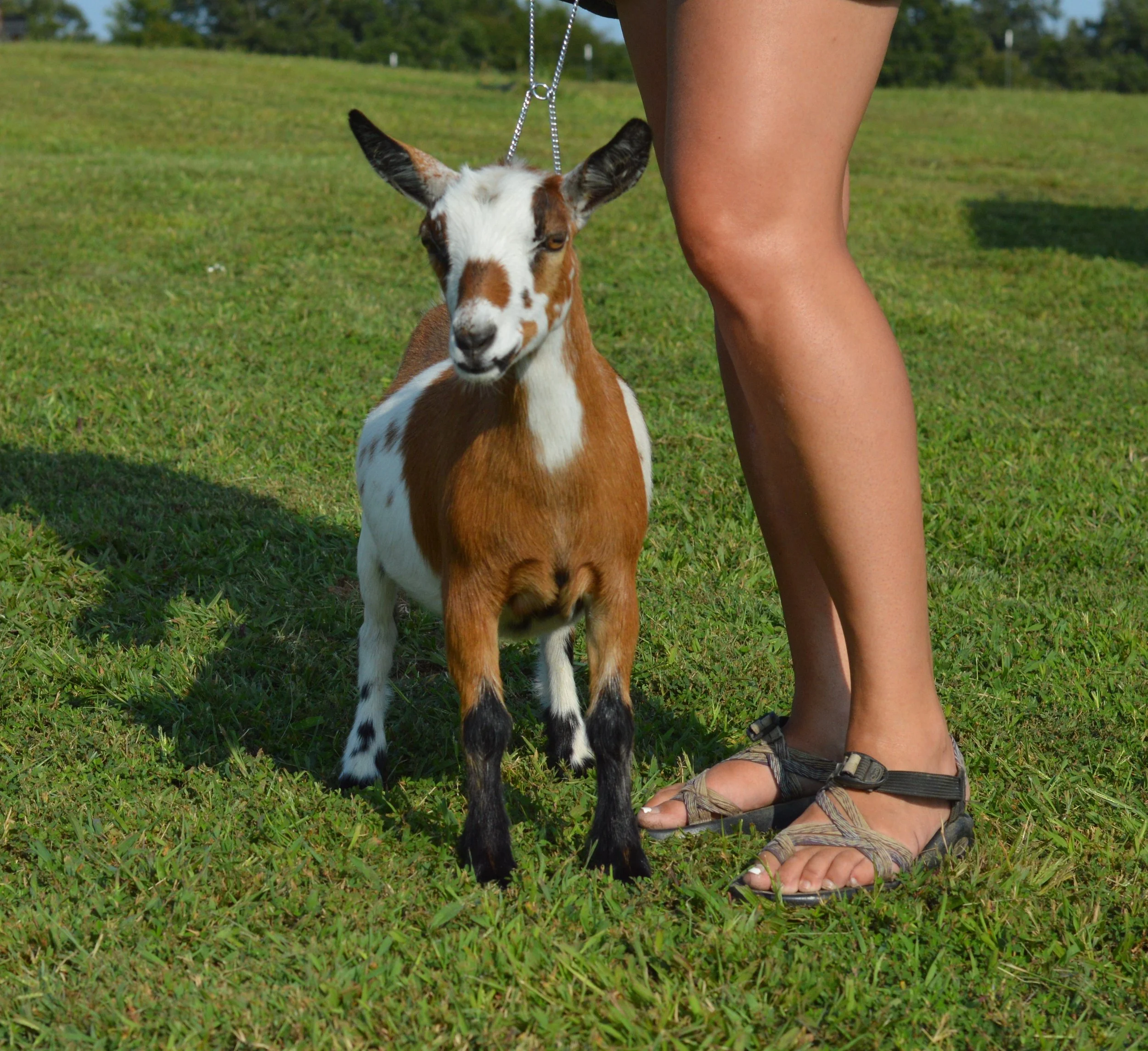 Abilene as a junior, photo taken 09/16/2022