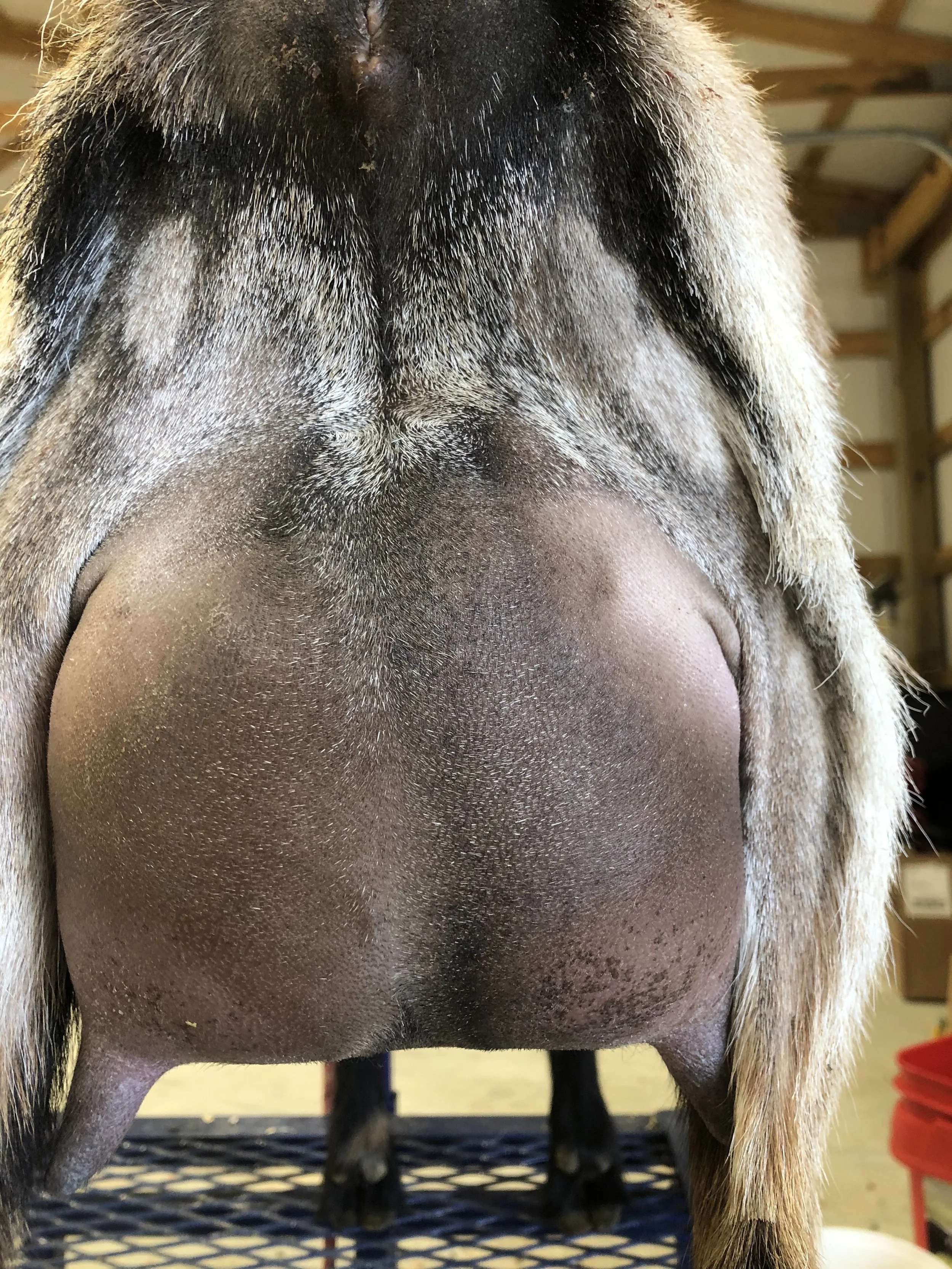 Alba's first freshening, photo taken 04/02/2022 (freshened 03/24/2022)