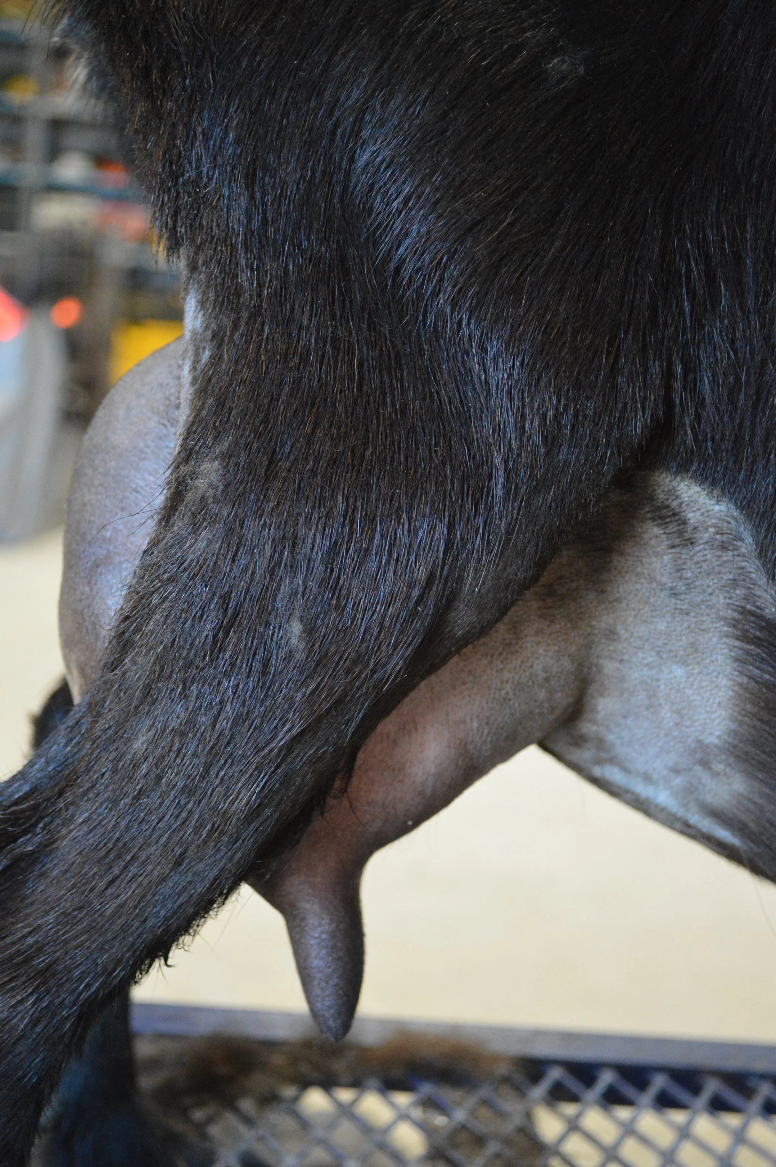 Halo's third freshening, photo taken 03/08/2022 (freshened 02/04/2022)