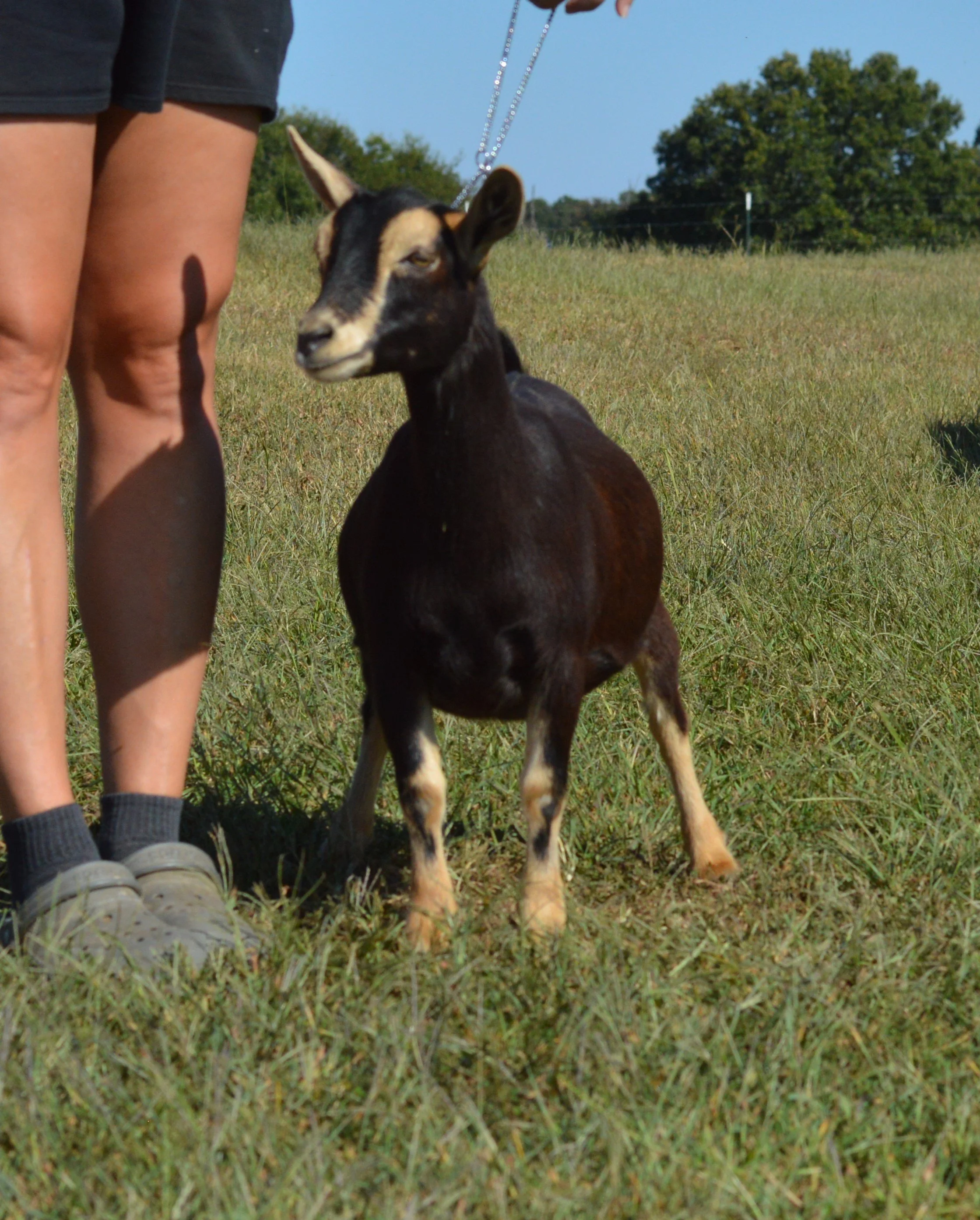 Chunky as a junior, photo taken 09/27/2022