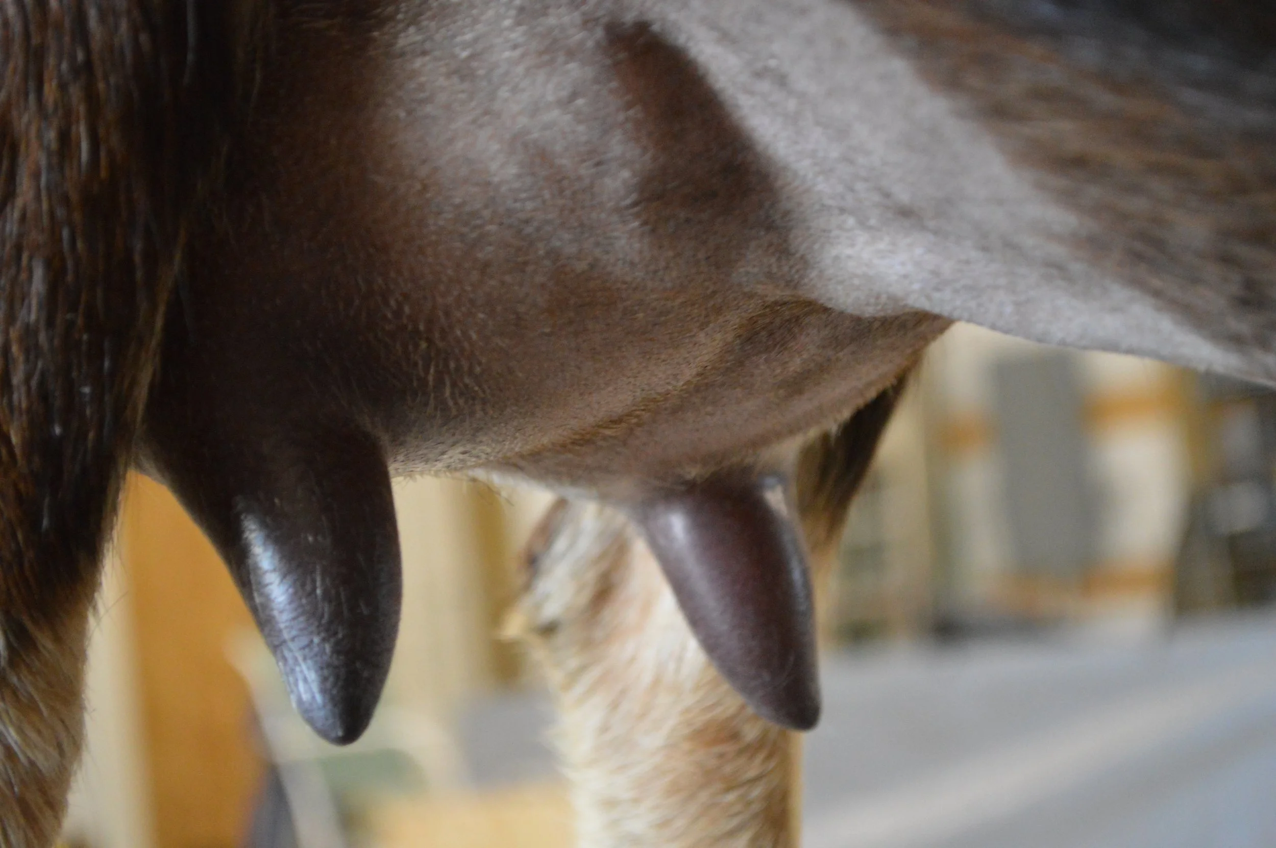 Tippy's second freshening, photo taken 03/08/2022 (freshened 02/07/2022)