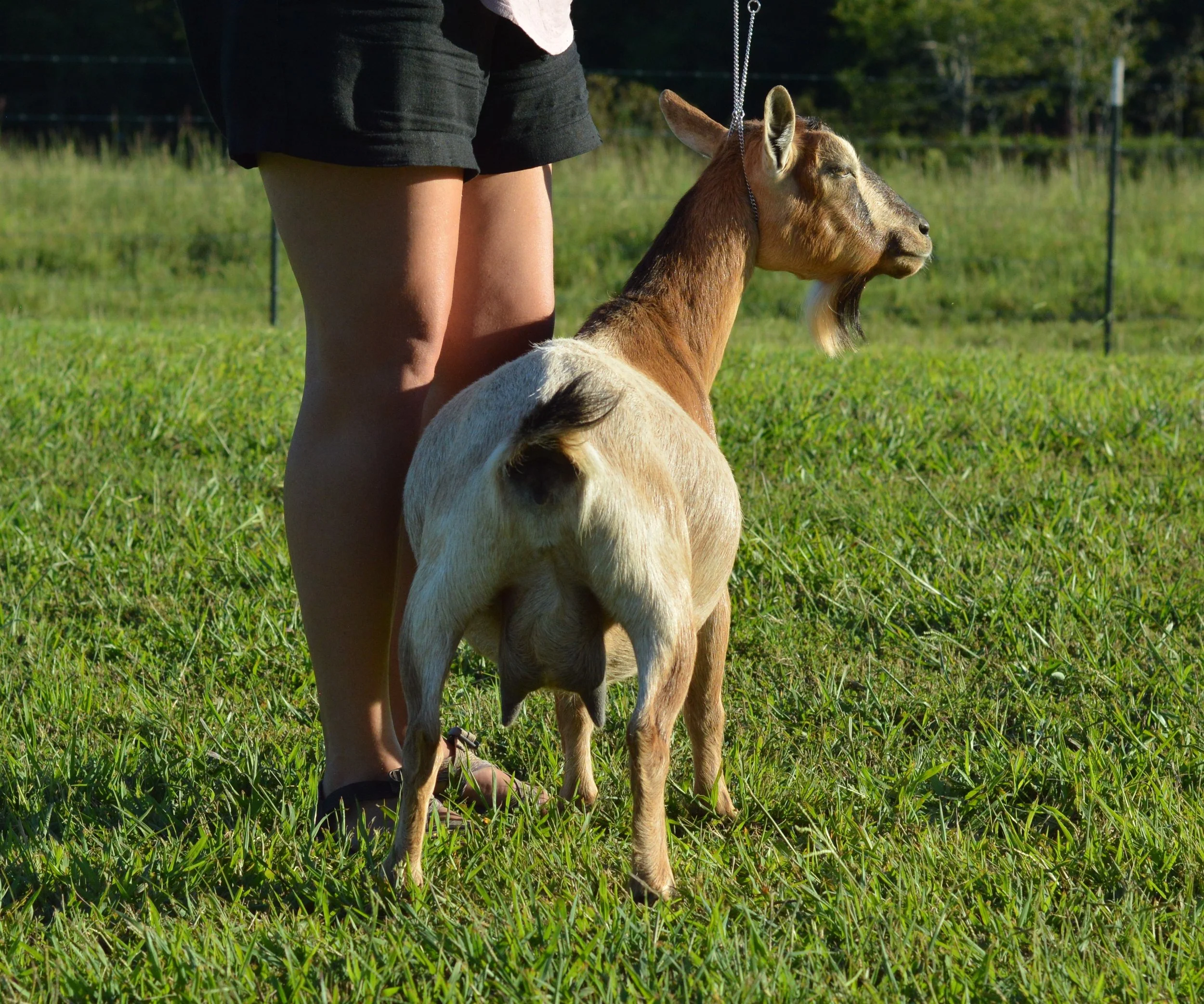 Rosie dry, photo taken 09/12/2022