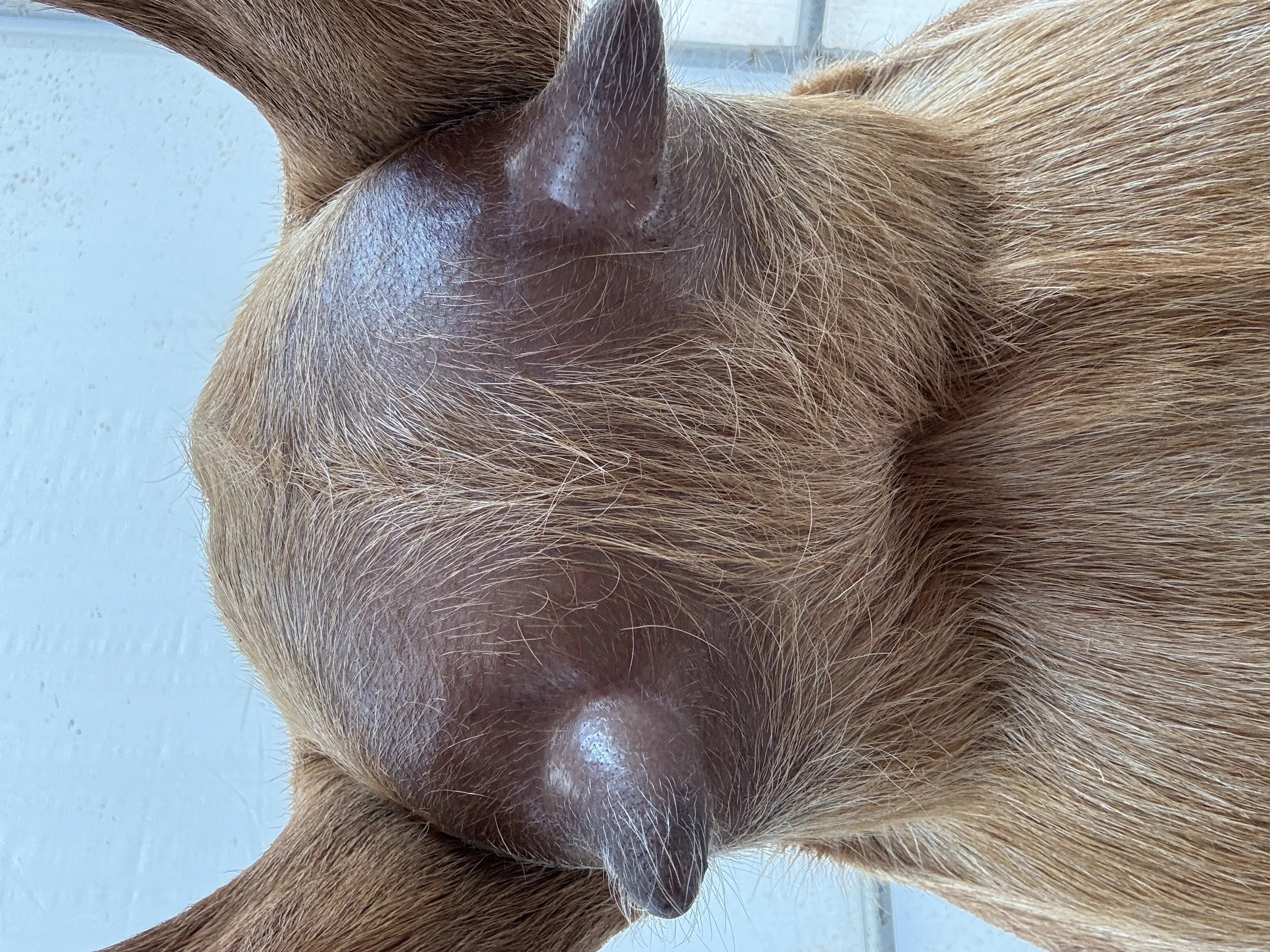 Love (3F) pictured 9/4/25