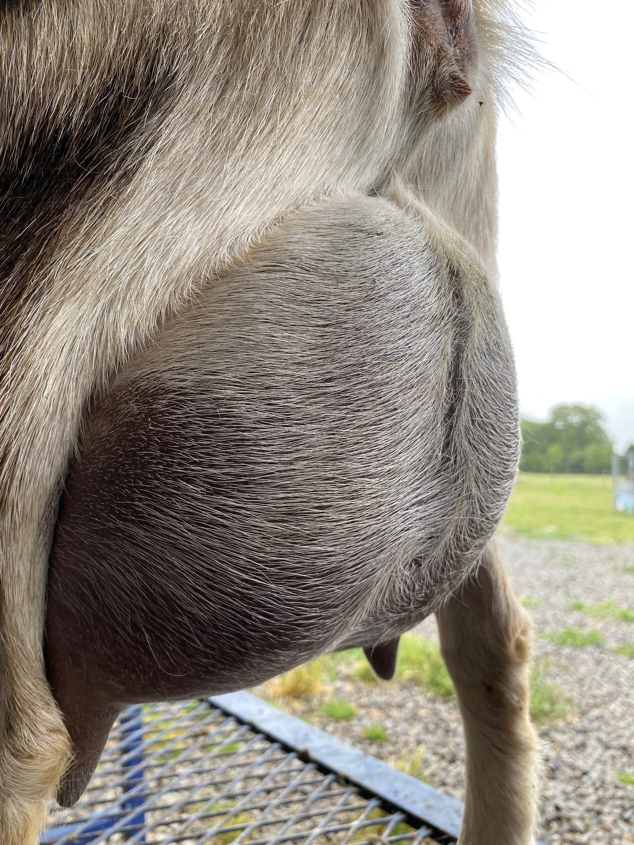 Flamyngo (3F) pictured 5/12/25