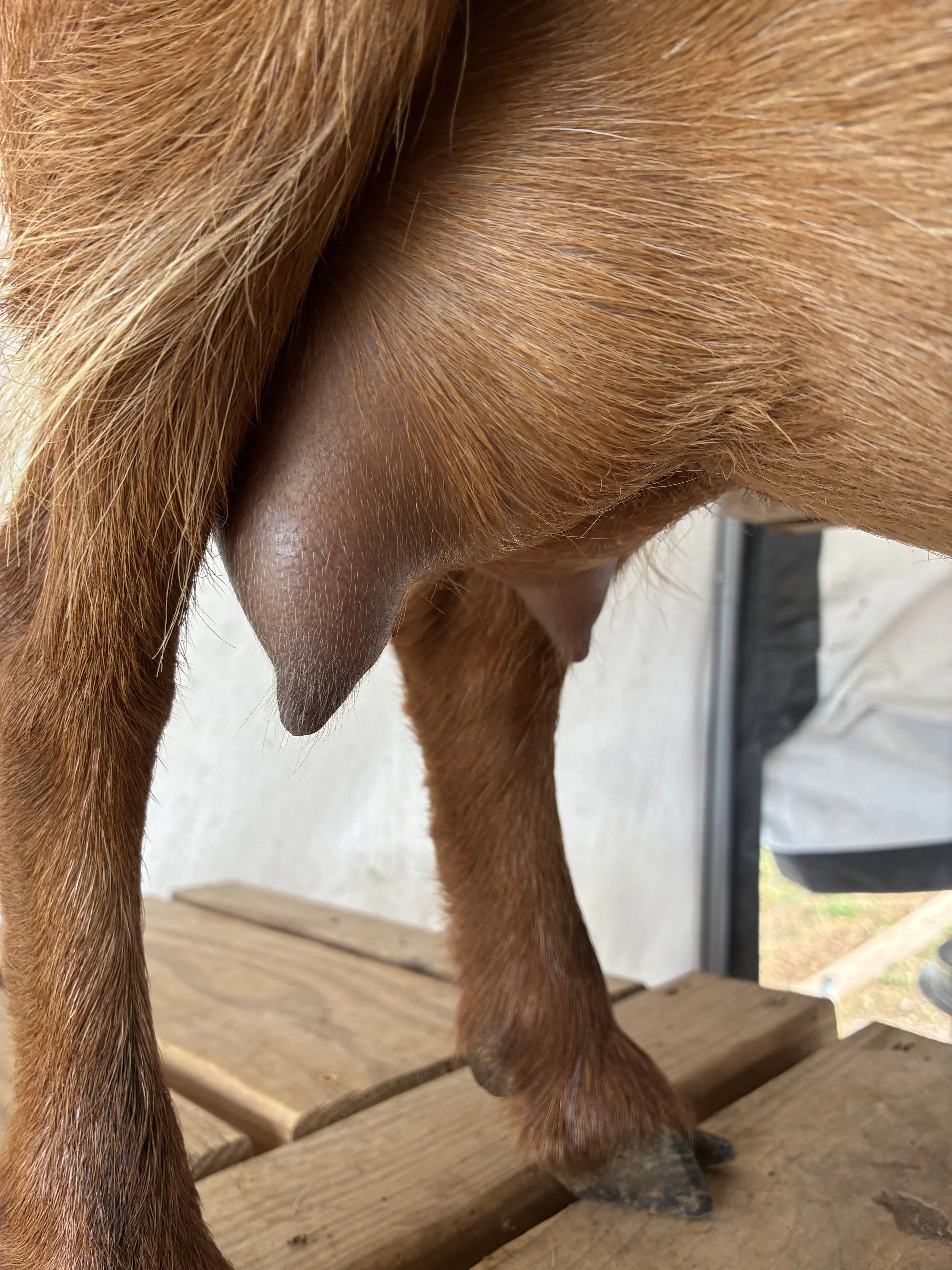 Chatter (2F) pictured 9/3/25