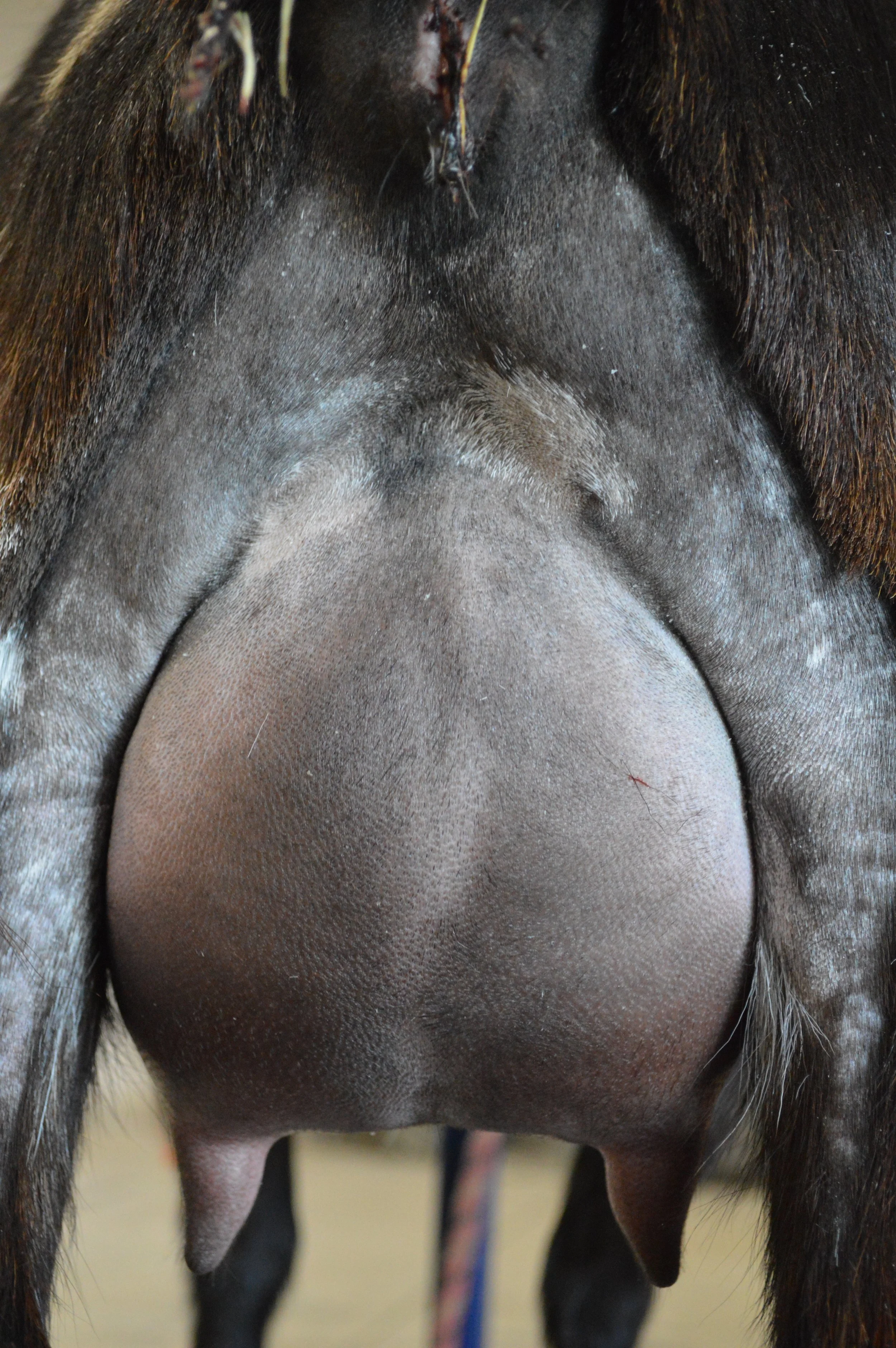 Bindi's first freshening, photo taken 03/28/2022 (freshened 03/21/2022)