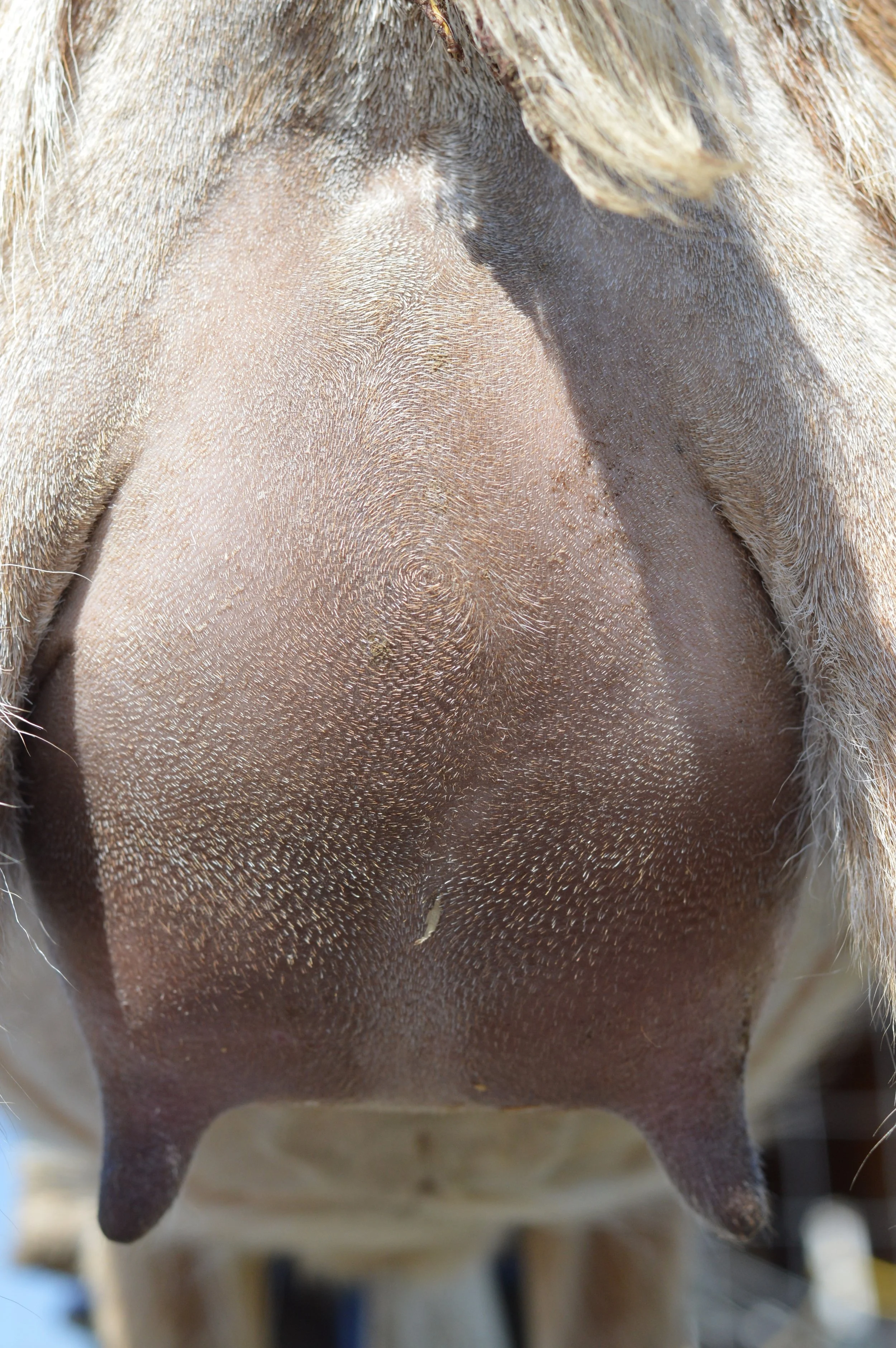 Love's first freshening, photo taken 03/29/2023 (freshened 03/10/2023)