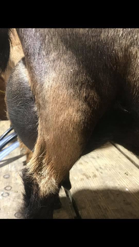 Miss Me's 2021 freshening

Photo courtesy of Linda Brittain of Cadron Creek Farm