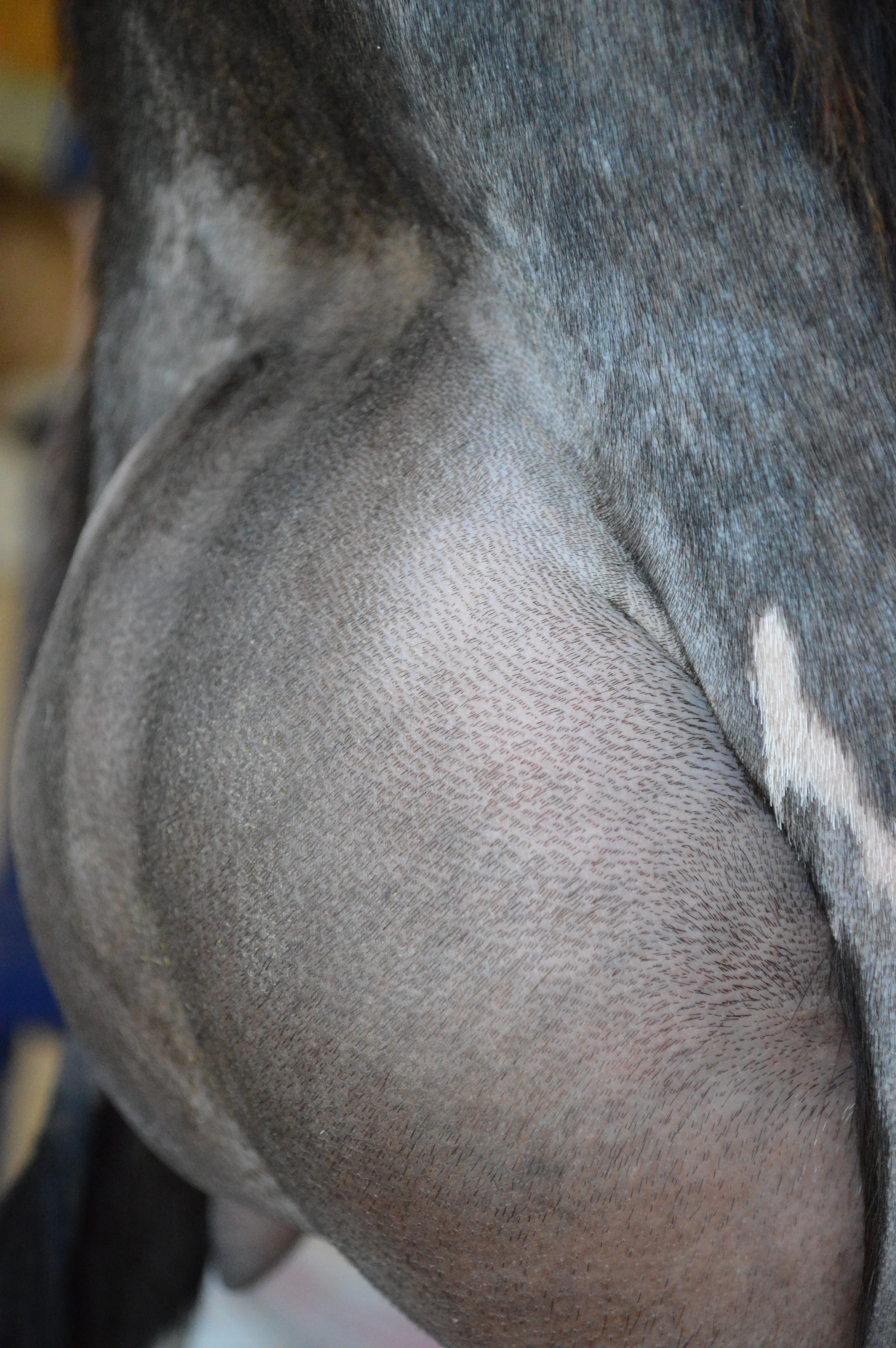 Penny's second freshening, photo taken 05/28/2022 (freshened 05/07/2022)