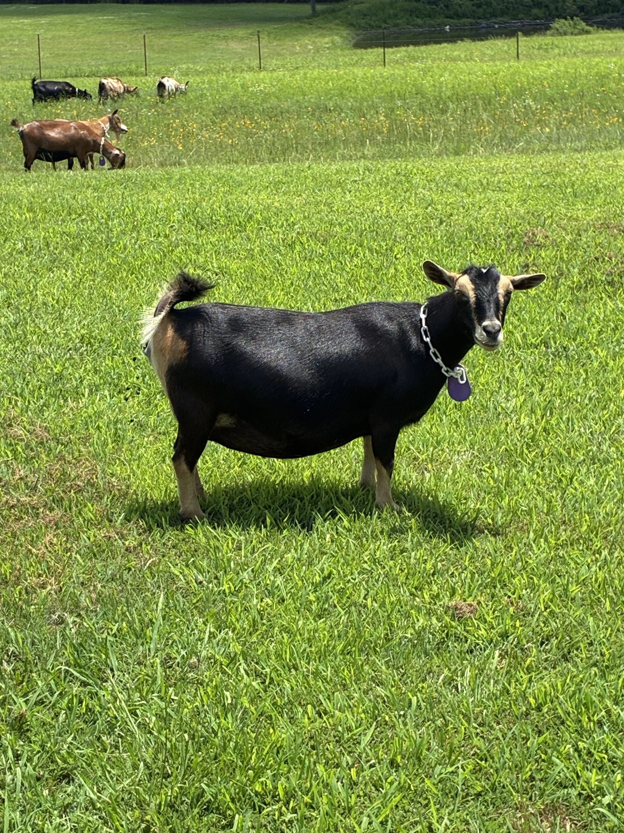 Chunky prefresh (2F)  pictured 6/27/25