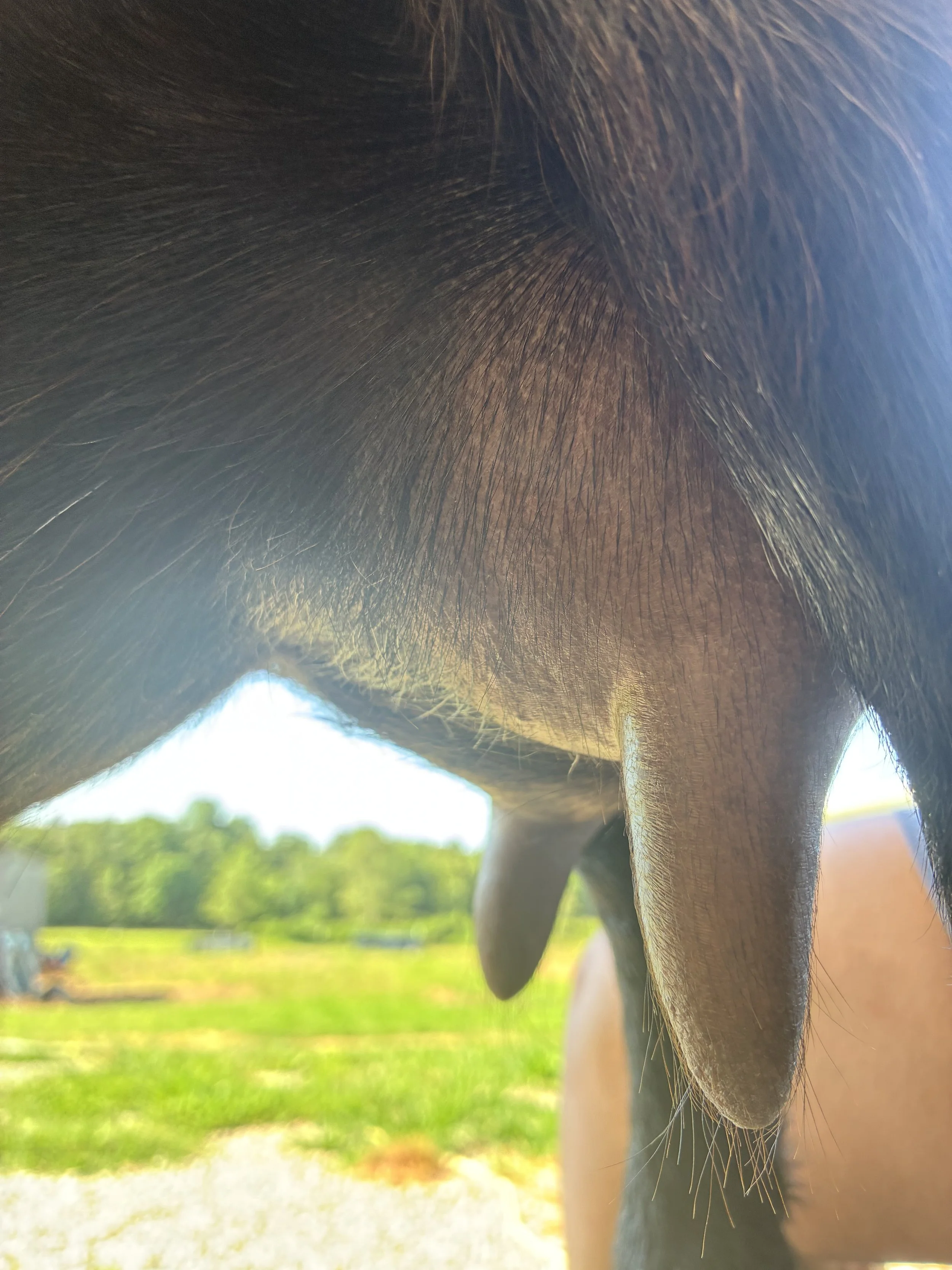 Halo pictured 06/22/2025, freshened 04/26/2025