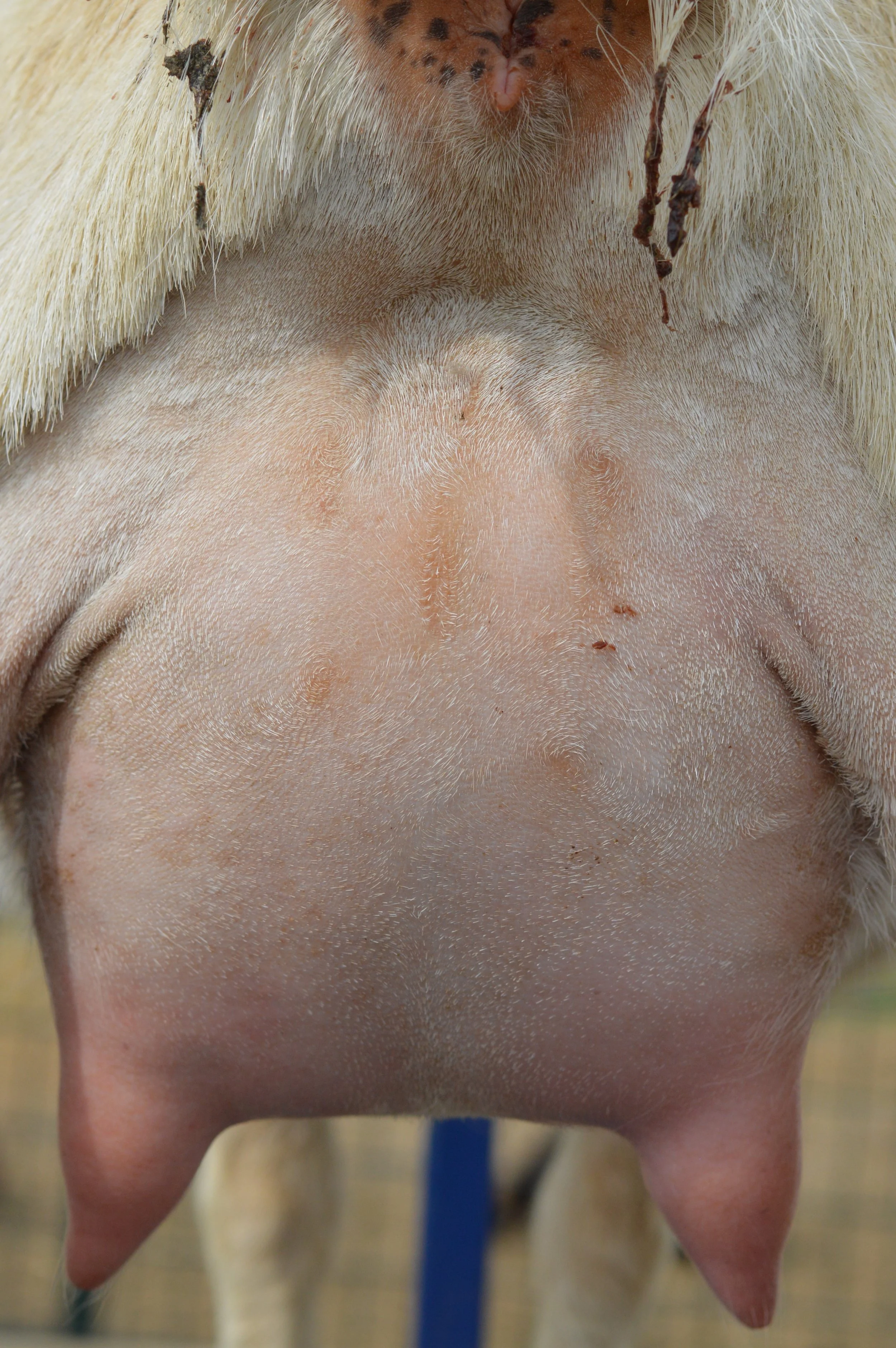 Second freshening, photo taken 03/01/2023 (freshened 02/17/2023)