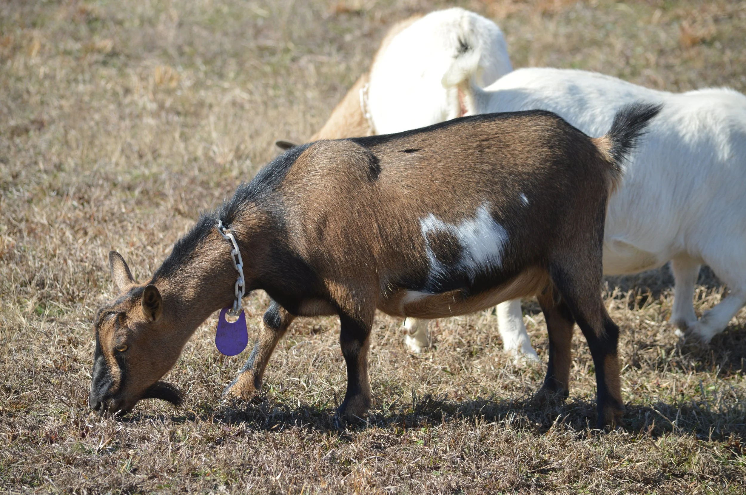 Isla pictured 2/12/26