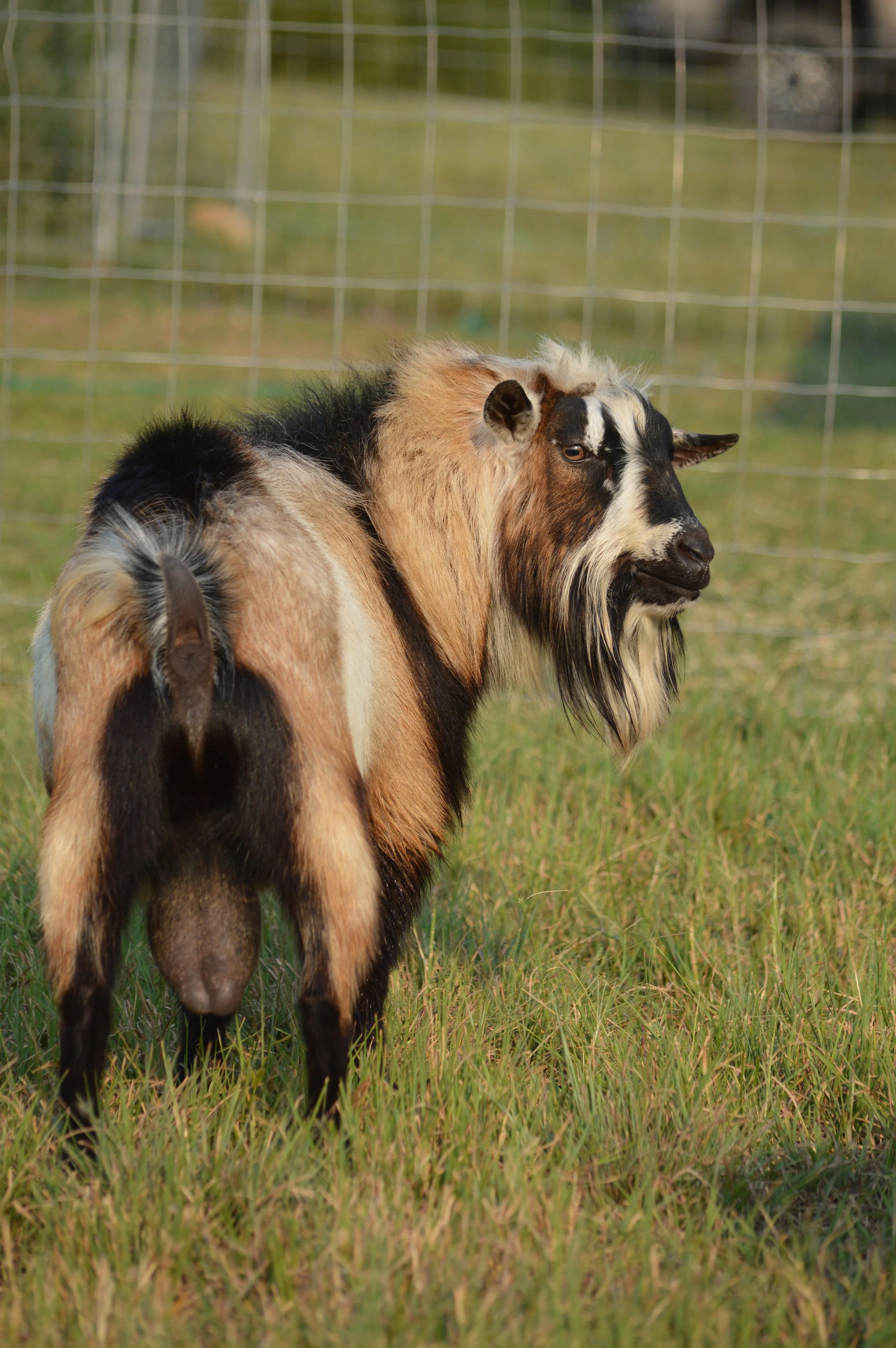 Wise Guy, photo taken 09/10/2021