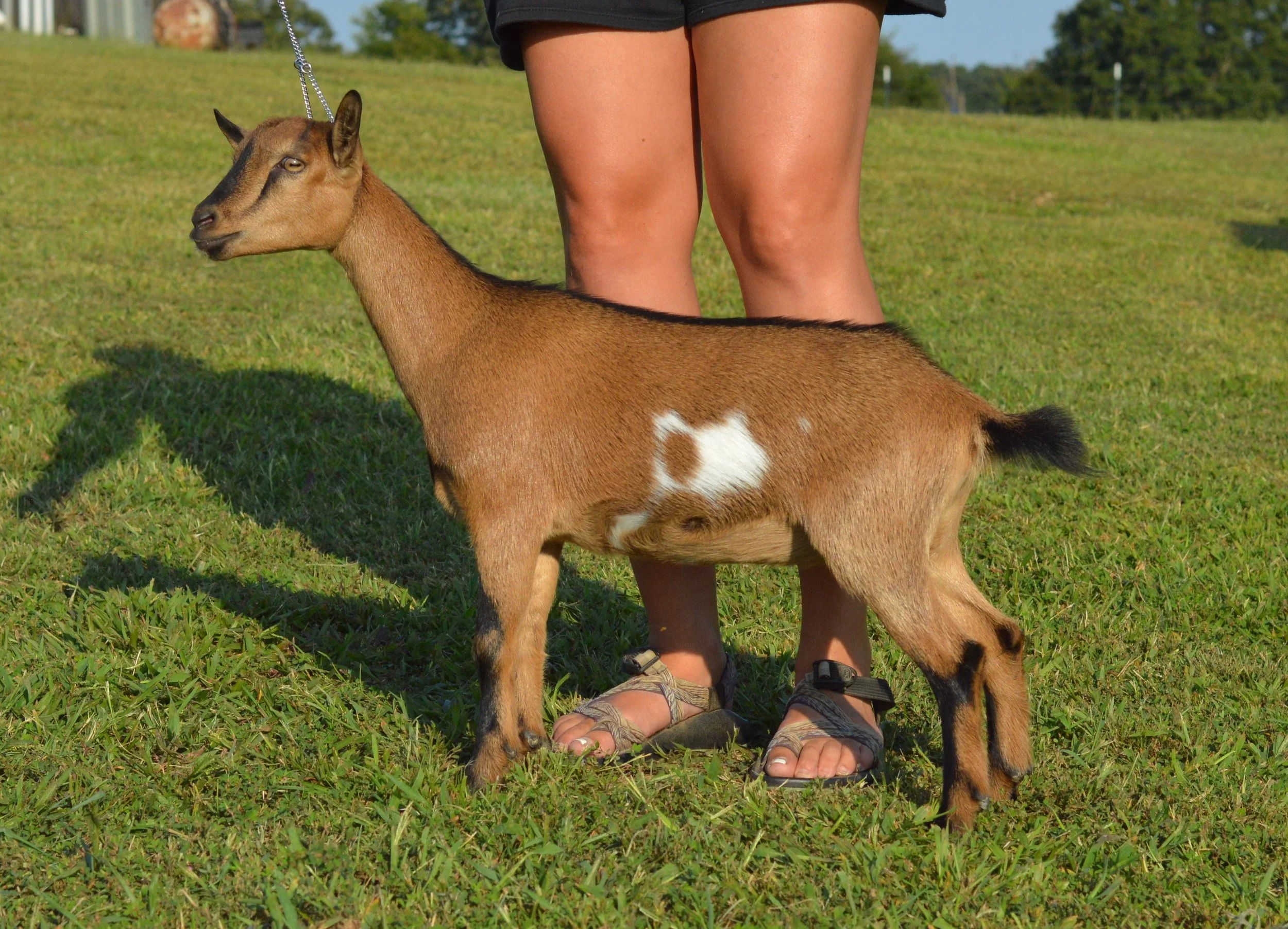 Isla as a junior, photo taken 09/19/2022