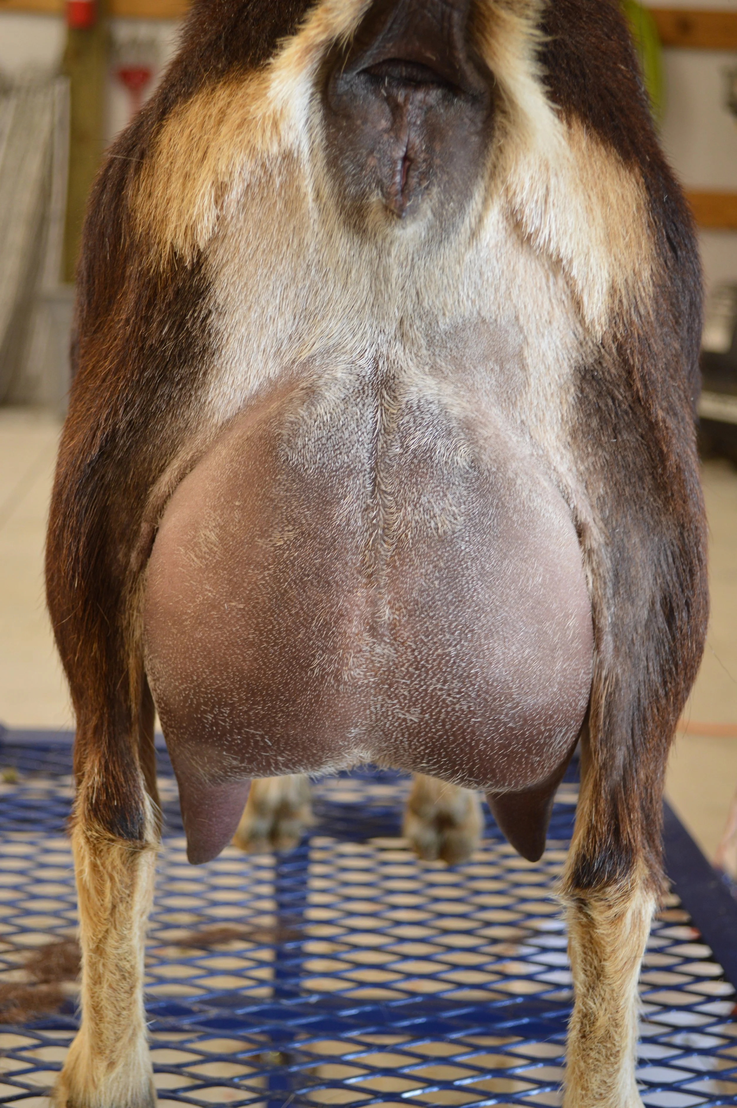 Tippy's second freshening, photo taken 03/08/2022 (freshened 02/07/2022)